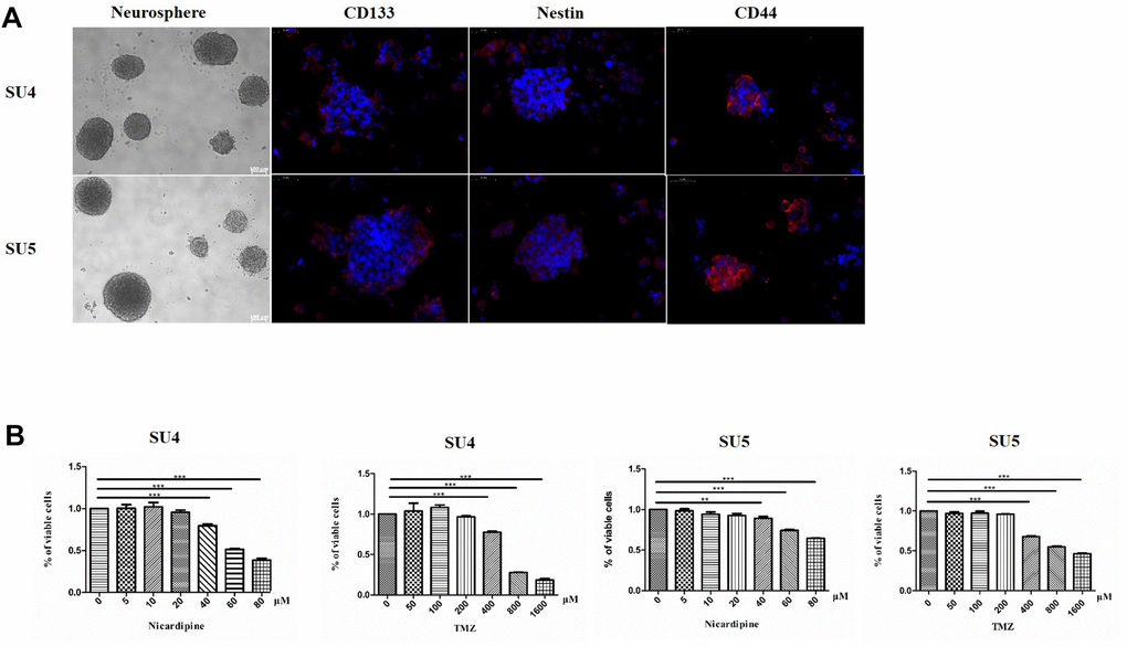 GSCs characteristic analysis and cell survival assay evaluating GSCs sensitivity to TMZ and nicardipine. Under the phase contrast microscope, GSCs showed spherical growth (Scale bar 100μm); CD133, Nestin, and CD44 were positively expressed in GSCs, determined by immunofluorescence staining (Scale bar 50μm) (A). Cell survival assay by CCK-8 after administering TMZ ranging from 0 to 1600 μM, nicardipine (0 to 80 μM), or both for 48 h (B). ** p p 