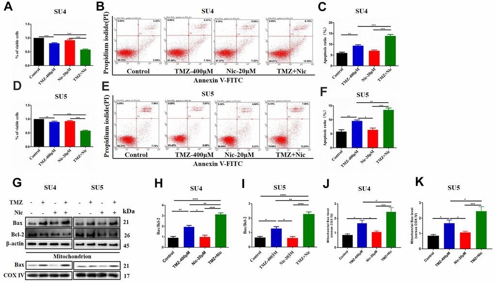 Combining dosing of nicardipine and TMZ decreased cell viability and promoted apoptosis of GSCs. SU4 cell viability was assessed by CCK-8 assay under exposure to TMZ (400 μM), nicardipine (20 μM) or both for 48 h (A). SU4 cells were treated with TMZ (400 μM), nicardipine (20 μM) or both for 48 h, then were stained with PI and Annexin V-FITC for apoptosis analysis (B, C). SU5 cell viability was assessed by CCK-8 assay under treatment with TMZ (400 μM), nicardipine (20 μM) or both for 48 h (D). SU5 cells were treated with TMZ (400 μM), nicardipine (20 μM) or both for 48 h, then were stained with PI and Annexin V-FITC for apoptosis analysis (E, F). Western blot analysis of Bcl-2, Bax, mitochondrial Bax and COX IV in GSCs was performed after treatment with TMZ, nicardipine or both for 48 h (G–K). * p p p p 