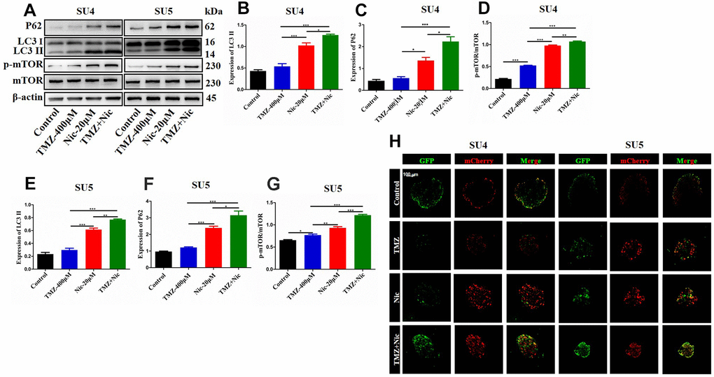 Autophagy-related proteins expression in GSCs after treating with TMZ, nicardipine, or both. Western blot analysis of p62, LC3 II and mTOR in SU4 and SU5 cells treated with TMZ (400 μM), nicardipine (20 μM), or both, respectively for 48 h (A). Statistical analysis of p62, LC3 II and mTOR protein levels in SU4 and SU5 cells (B–G). The mCherry-GFP-LC3 distribution in GSCs cultured with TMZ, nicardipine or both after 48 h was analyzed by confocal microscopy. Scale bar 100 μM (H). * p p p 