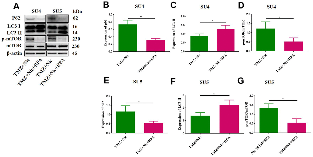 Rapamycin promoted GSCs autophagy by activating mTOR. The protein levels of p62, LC3 II and mTOR in GSCs were measured by Western blotting after exposure to TMZ (400 μM) plus nicardipine (20 μM) for 48 h, or in GSCs pretreated with rapamycin (50 nM) for 12 h (A). Statistical analysis of p62, LC3 II and mTOR expression in SU4 and SU5 cells (B–G). *p p