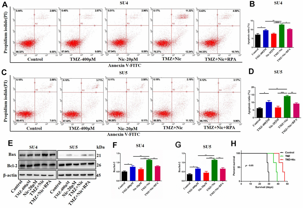 Rapamycin inhibited nicardipine-induced sensitization of TMZ against GSCs. SU4 and SU5 cells were treated with TMZ (400 μM), nicardipine (20 μM), TMZ (400 μM) + nicardipine (20 μM), and TMZ (400 μM) + nicardipine (20 μM) +rapamycin (RPA) (50 nM), respectively, for 48 h. Then cells were stained with PI and Annexin V-FITC for apoptosis analysis (A–D). Western blot analysis of Bcl-2 and Bax in GSCs was performed after treating with TMZ (400 μM), nicardipine (20 μM), TMZ (400 μM) + nicardipine (20 μM), and TMZ (400 μM) + nicardipine (20 μM) +RPA (50 nM), respectively for 48 h (E–G). The survival analysis of GSCs bearing mice after chemotherapy, Kaplan-Meier curve indicated combined treatment with TMZ and nicardipine had positive survival benefit (H). * p p p