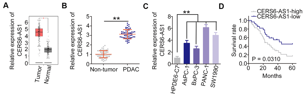 CERS6-AS1 is upregulated in PDAC tissues and cell lines. (A) GEPIA analysis of CERS6-AS1 expression in PDAC tissues. (B) CERS6-AS1 expression in PDAC tissues and adjacent non-tumor tissues was detected via RT-qPCR. (C) Relative expression of CERS6-AS1 in four PDAC cell lines was determined by RT-qPCR. (D) The correlation between CERS6-AS1 expression and overall survival in patients with PDAC was analyzed by the Kaplan–Meier method. **P 
