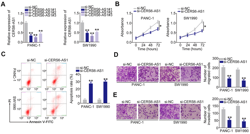 Downregulation of CERS6-AS1 suppresses PDAC cell proliferation, migration, and invasion and induces cell apoptosis in vitro. (A) CERS6-AS1 expression was detected by RT-qPCR in PANC-1 and SW1990 cells after treatment with si-CERS6-AS1 or si-NC. (B) CCK-8 assays were performed to measure the proliferation of CERS6-AS1-depleted PANC-1 and SW1990 cells. (C) Flow cytometry analysis was used to measure the apoptosis of PANC-1 and SW1990 cells after transfection with si-CERS6-AS1 or si-NC. (D, E) The migration and invasion in PANC-1 and SW1990 cells after CERS6-AS1 silencing was determined with Transwell cell migration and invasion assays. *P 