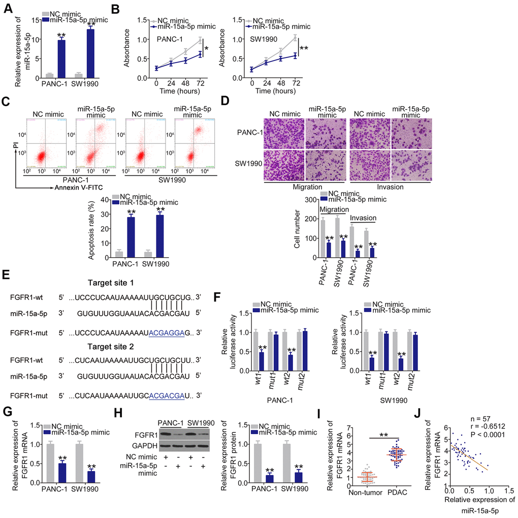 miR-15a-5p plays anti-oncogenic roles and directly targets FGFR1 in PDAC. (A) miR-15a-5p mimic or NC mimic was introduced into PANC-1 and SW1990 cells, and miR-15a-5p expression was measured by RT-qPCR. (B, C) The proliferation and apoptosis of PANC-1 and SW1990 cells following miR-15a-5p overexpression were measured by CCK-8 assays and flow cytometry analysis, respectively. (D) Transwell cell migration and invasion assays were performed to assess the migration and invasion of PANC-1 and SW1990 cells after miR-15a-5p mimic or NC mimic transfection. (E) The miR-15a-5p binding sites in FGFR1. (F) Luciferase activity was detected in PANC-1 and SW1990 cells cotransfected with miR-15a-5p mimic or NC mimic and FGFR1-wt or FGFR1-mut. (G, H) RT-qPCR and western blotting were used to detect FGFR1 mRNA and protein expression in PANC-1 and SW1990 cells after miR-15a-5p overexpression. (I) RT-qPCR confirmation of FGFR1 mRNA expression in paired PDAC tissues and adjacent non-tumor tissues. (J) Pearson’s correlation coefficient was determined to analyze the correlation between FGFR1 mRNA and miR-15a-5p in PDAC tissues. *P 