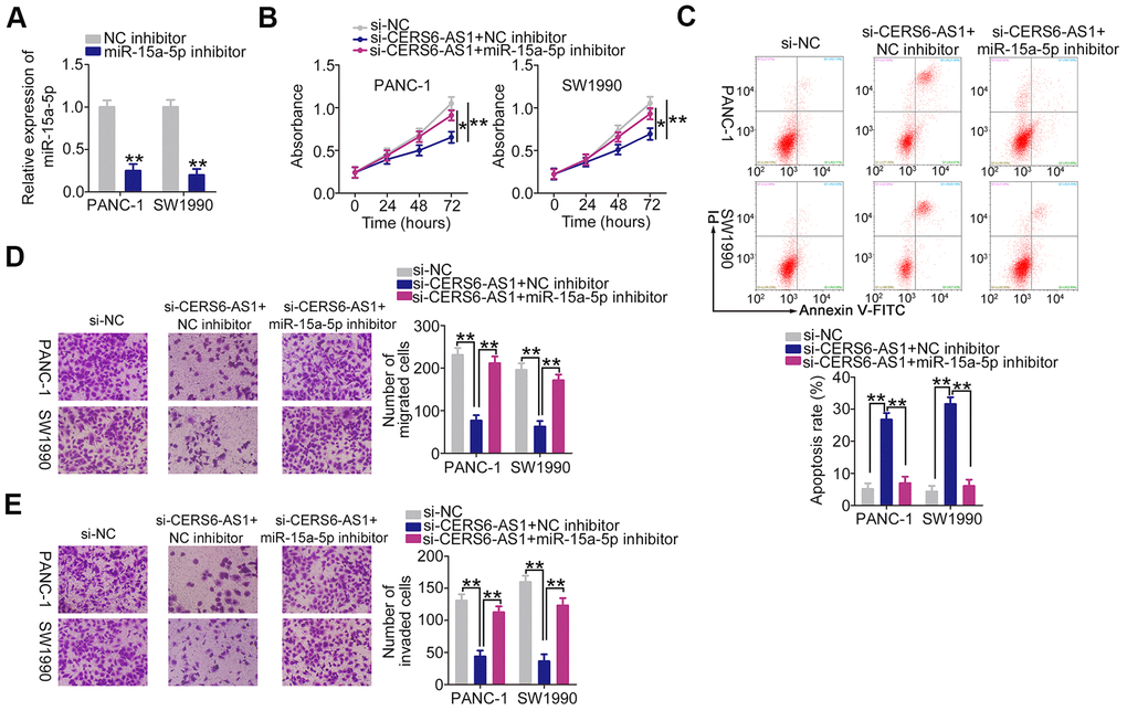 miR-15a-5p inhibition abolishes the anti-oncogenic actions of CERS6-AS1 knockdown in PDAC cells. (A) RT-qPCR analysis confirmation of miR-15a-5p expression in PANC-1 and SW1990 cells treated with miR-15a-5p inhibitor or NC inhibitor. (B, C) miR-15a-5p inhibitor or NC inhibitor, together with si-CERS6-AS1, was cotransfected into PANC-1 and SW1990 cells. Cell proliferation and apoptosis were detected by CCK-8 assays and flow cytometry analysis, respectively. (D, E) The migration and invasion of the cells described above were measured by Transwell cell migration and invasion assays. *P 