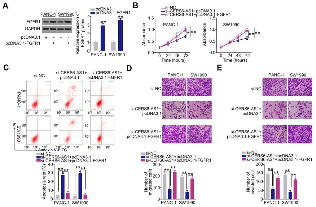 FGFR1 overexpression counteracts the inhibitory effects of CERS6-AS1 silencing in PDAC cells. (A) Western blot analysis was conducted to detect the expression of FGFR1 protein in PANC-1 and SW1990 cells after pcDNA3.1-FGFR1 or pcDNA3.1 transfection. (B–E) miR-15a-5p inhibitor or NC inhibitor was transfected into CERS6-AS1-depleted PANC-1 and SW1990 cells. The transfected cells were subjected to CCK-8 assay, flow cytometry analysis, and Transwell cell migration and invasion assays to analyze cell proliferation, apoptosis, and migration and invasion, respectively. *P 