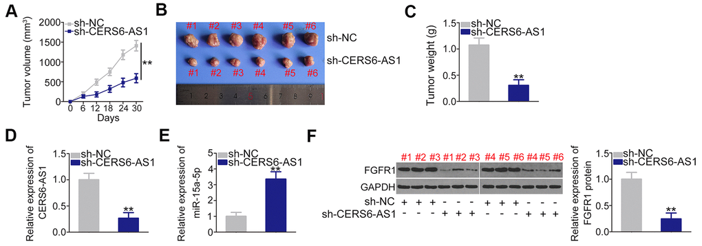 CERS6-AS1 knockdown impairs the tumor growth of PDAC cells in vivo. (A) Tumor growth was monitored by measuring tumor volumes in 6-day intervals. (B) Representative images of tumor xenografts obtained from the sh-CERS6-AS1 and sh-NC groups. (C) The tumor xenografts removed from mice at 30 days after the injection of SW1990 cells stably overexpressing sh-CERS6-AS1 or sh-NC. The weights of xenografts were detected. (D) The level of CERS6-AS1 in xenografts was evaluated by RT-qPCR. (E) miR-15a-5p expression in the xenografts was determined by RT-qPCR. (F) Western blotting was used to measure FGFR1 protein expression in xenografts. **P 