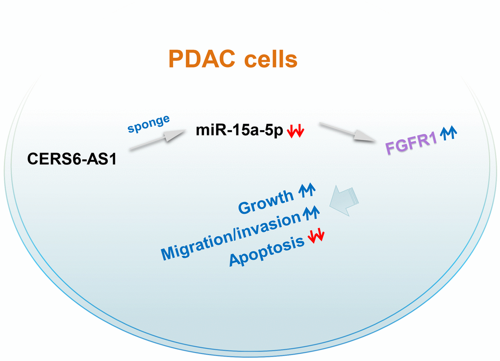 Schematic diagram presents the CERS6-AS1/miR-15a-5p/FGFR1 pathway in PDAC. CERS6-AS1 aggravates the malignancy of PDAC cells by exerting as an miR-15a-5p sponge and consequently increasing FGFR1 expression.
