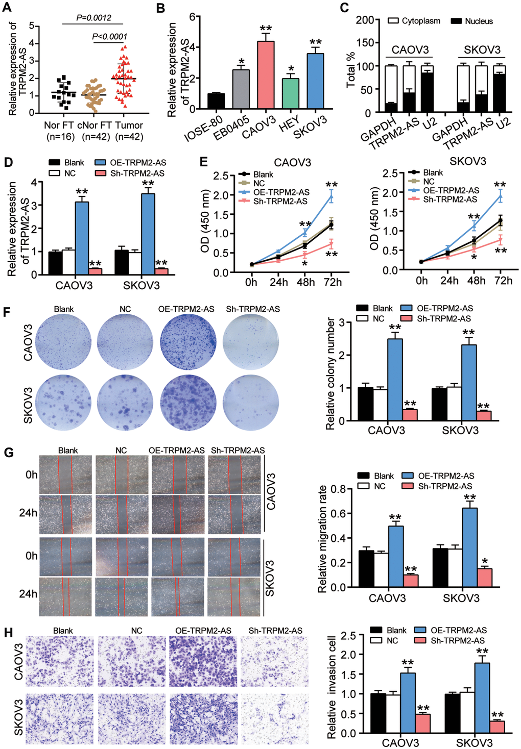 TRPM2-AS contributed to the OvC progression in vitro. (A) RT-qPCR analysis revealed that the TRPM2-AS was overexpressed in ovarian tumor tissues (Tumor) compared with the contralateral normal fallopian tube tissues (cNor FT) and normal fallopian tube tissues from patients with benign gynecological tumor (Nor FT). (B) RT-qPCR analysis revealed that the TRPM2-AS was overexpressed in four OvC cell lines (EB0405, CAOV3, HEY and SKOV3) compared with human ovarian surface epithelial cell line IOSE-80. (C) TRPM2-AS was mainly located in cytoplasm. (D) The high transfection efficiency of sh-TRPM2-AS and TRPM2-AS overexpression in CAOV3 and SKOV3 cells. (E) TRPM2-AS was proved to promote cell viability in CAOV3 and SKOV3 cells by CCK8 assay. (F) The colony formation ability was enhanced by TRPM2-AS. (G) TRPM2-AS promoted cell migration by the assessment of wound healing assay. (H) TRPM2-AS enhanced the cell invasive ability by Transwell invasion assay. Blank, blank control. NC, negative control. OE-TRPM2-AS, TRPM2-AS overexpression vectors. Sh-TRPM2-AS, TRPM2-AS knockdown vectors. *PP