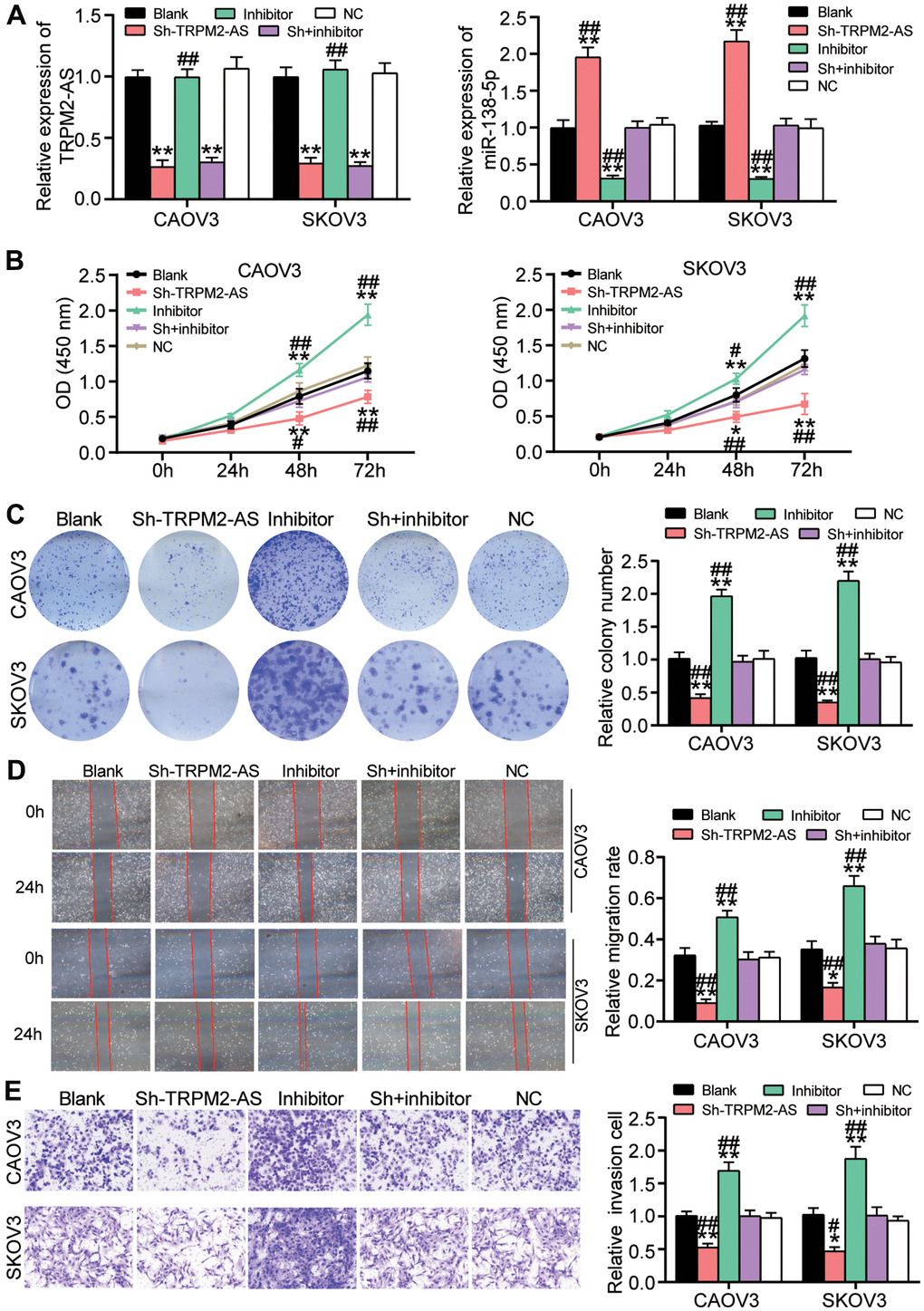 The inhibitory effect of TRPM2-AS knockdown on OvC progression was attenuated by miR-138-5p inhibitor. (A) The high transfection efficiency of sh-TRPM2-AS and miR-138-5p inhibitor in CAOV3 and SKOV3 cells. (B) MiR-138-5p inhibitor attenuated the inhibitory effect of TRPM2-AS knockdown on cell viability in CAOV3 and SKOV3 cells. (C) The inhibitory effect of TRPM2-AS knockdown on colony formation was overturned by miR-138-5p inhibitor. (D) The negative role of sh-TRPM2-AS on cell migration was relieved by miR-138-5p inhibitor. (E) The negative role of sh-TRPM2-AS on cell invasion was impaired by miR-138-5p inhibitor. Blank, blank control. NC, negative control. Sh, Sh-TRPM2-AS. Inhibitor, miR-138-5p inhibitor. *PP##P