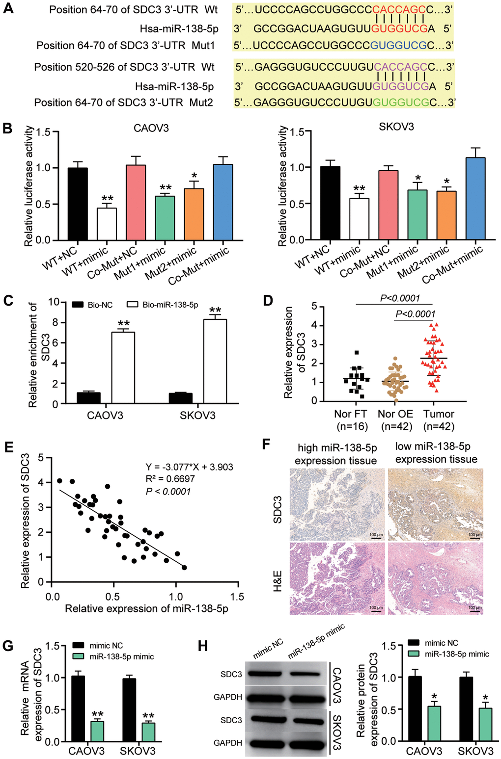 miR-138-5p could target SDC3 in OvC cells. (A) TargetScan predicted the two binding sites between miR-138-5p and SDC3. (B) SDC3 was proved to be targeted by miR-138-5p using luciferase assay. WT, wild-type SDC3 3’UTR containing the two binding sites. Mut1, mutant SDC3 mRNA 3’UTR without the binding site 1. Mut2, mutant SDC3 mRNA 3’UTR without the binding site 2. Co-Mut, mutant SDC3 3’UTR without the two binding sites. NC, negative control. Mimic, miR-138-5p mimic. (C) RNA pull-down assay further proved the binding site between SDC3 mRNA 3’UTR and miR-138-5p. Bio-NC, biotin-labeled negative control. Bio-miR-138-5p, biotin-labeled miR-138-5p mimic. (D) RT-qPCR analysis revealed that the SDC3 mRNA expression was upregulated in OvC tissues compared with contralateral normal fallopian tube tissues (cNor FT) and normal fallopian tube tissues from patients with benign gynecological tumor (Nor FT). (E) The negative correlation between SDC3 mRNA expression and miR-138-5p in OvC tissues. (F) IHC assay showed the low-level SDC3 in high-level miR-138-5p tissues. H&E pathological staining was performed to indicate the ovarian tumor type. The tumor type in all images were identified as high-grade serous carcinoma (HGSC), while the tissues in left and right column images was respectively 1c sub-stage and 3c sub-stage. Scale bar, 100 μm. (G) The expression of SDC3 mRNA decreased in CAOV3 and SKOV3 cells with the transfection of miR-138-5p mimic. (H) The expression of SDC3 protein reduced in CAOV3 and SKOV3 cells with the transfection of miR-138-5p mimic. **P