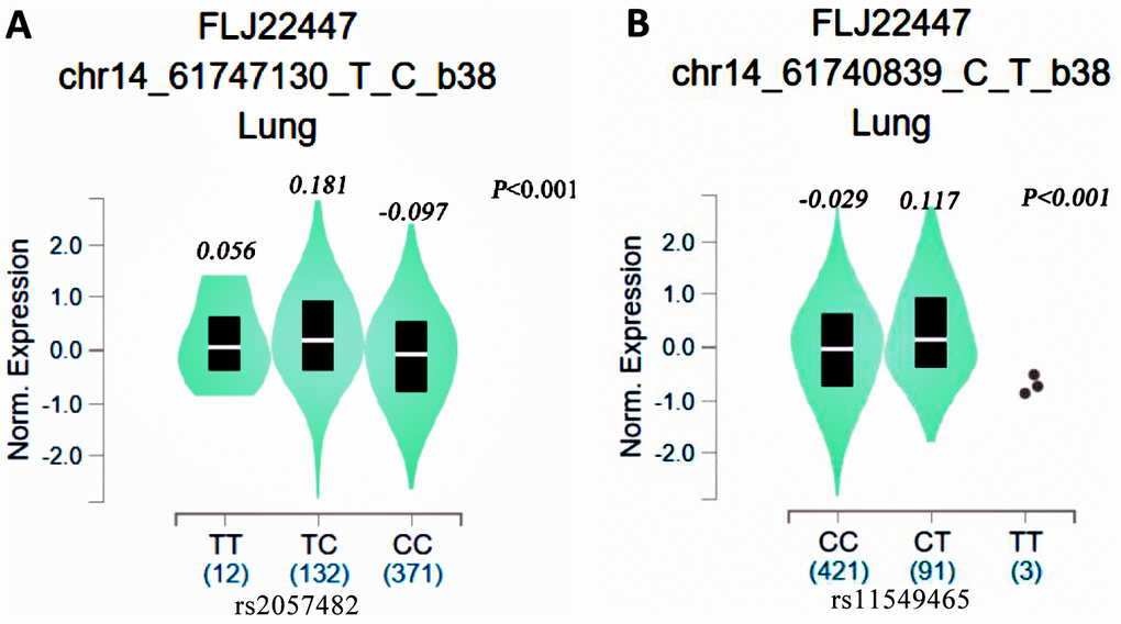 eQTL analysis of HIF1-alpha SNPs from the GTEx database (A: rs2057482, B: 11549465).