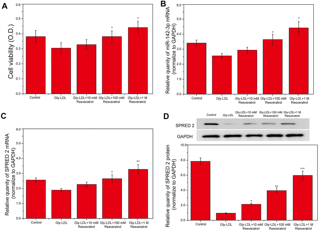 Resveratrol inhibits the high expression of miR-142-3p in HUVEC induced by Gly-LDL in a dose-dependent manner, and promotes SPRED2 expression and cell proliferation. (A) Cell viability of each group was tested by MTT. (B) The expression of miR-142-3p in all groups by PCR. (C) The expression of SPRED2 in all groups by western blotting. (D) The expression of SPRED2 in all groups by western blotting. *, P 