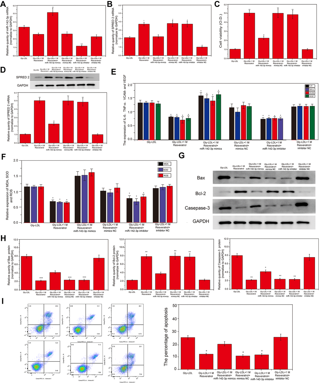 Overexpression of miR-142-3p reverses the effect of resveratrol on Gly-LDL-induced HUVECs proliferation, apoptosis, inflammatory factor secretion and oxidative stress. (A, B) PCR result of overexpression of miR-142-3p and SPRED2. (C) Cell viability of each group was tested by MTT. (D) The expression of SPRED2 in all groups by western blotting. (E) The expression of inflammatory factors IL-6, TNF-α, VCAM- and VEGF. (F) The expression of oxidative stress factors MDA, SOD and ROS. (G) The expression of caspase-3, BAX and BCL-2 in all groups by western blotting. (H) Statistical analysis of Western blotting results. (I) The apoptosis of all groups was detected by flow cytometry, and statistical analysis of flow cytometry results. *, P 