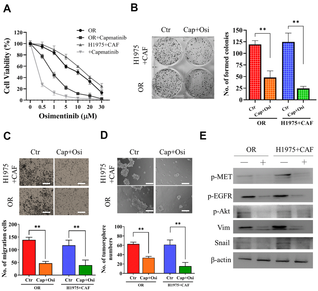 Capmatinib treatment overcomes osimertinib resistance. (A) Cell viability assay showed that capmatinib treatment (0.5μM, 24h) followed by osimertinib promoted osimertinib sensitivity in both H1975+CAF and OR cells. The combined treatment regimen: capmatinib (0.5μM, 24h) followed by osimertinib (0.25μM, 48h for H1975+CAF and 0.5μM 48h for HCC827+CAF, respectively, significantly reduced the ability of colony formation (B) migration (C) and tumor sphere generation (D). (E) Western blot analysis revealed that the sequential capmatinib and osimertinib treated H1975+CAF and OR cells showed a markedly reduced phosphorylation of MET, Akt, EGFR and expression level of vimentin (Vim) and Snail than the untreated counterparts. Lane +, treatment group; lane -, untreated group. **P