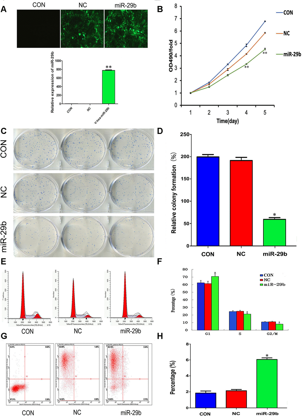 Overexpression of miR-29b suppresses proliferation and induces cell cycle arrest and apoptosis in cholangiocarcinoma cells. (A) Top: Representative fluorescence images of untransfected (CON), LV-miR-NC-transfected (NC), and LV-miR-29b-transfected (miR-29b) QBC939 cells (original magnification: 100×). Bottom: Relative miR-29b expression detected by qRT-PCR. (B) MTT assay results showing the time-course effect of miR-29b overexpression on the proliferation of QBC939 cells. (C) Representative images from colony formation assays. (D) Relative colony formation percentage. (E) Cell cycle distribution was subjected by flow cytometry. (F) Quantified histograms display the effect of miR-29b overexpression on cell cycle distribution. (G) Flow cytometry plots illustrating apoptosis in Annexin V/PI-stained QBC939 cells. (H) Quantified histograms display the effect of miR-29b overexpression on the apoptosis of QBC939 cells. The values presented are means ± SD. *PP