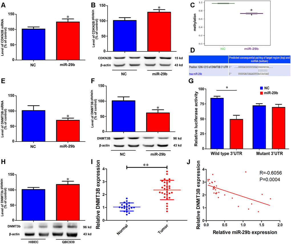 miR-29b reduces CDKN2B promoter methylation and increases CDKN2B expression by directly targeting DNMT3B. Effect of miR-29b overexpression on CDKN2B mRNA (A) and protein (B) levels in QBC939 cells. (C) MSP analysis of CDKN2B gene promoter methylation changes in QBC939 cells transfected with LV-miR-29b or LV-miR-NC. (D) Schematic representation of the putative miR-29b binding site in the DNMT3B 3’UTR. (E, F) Effect of miR-29b overexpression on DNMT3B mRNA (E) and protein (F) levels. (G) Dual-luciferase reporter assay results showing reduced WT-DNMT3B promoter-driven luciferase activity in QBC939 cells transfected with miR-29b mimics. (H) Relative expression of DNMT3B protein in QBC939 cells. (I) Relative expression of DNMT3B mRNA in clinical cholangiocarcinoma specimens. (J) Pearson correlation analysis between miR-29b and DNMT3B expression in cholangiocarcinoma specimens. The values presented are means ± SD. *P