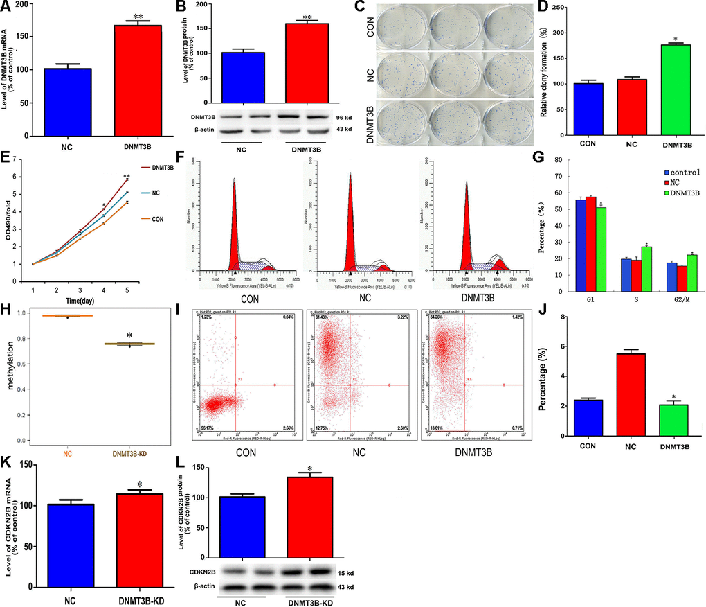 DNMT3B overexpression promotes proliferation and inhibits cell cycle arrest and apoptosis in cholangiocarcinoma cells. Analysis of DNMT3B mRNA (A) and protein (B) levels in QBC939 cells transfected with LV-DNMT3B or LV-control. (C–E) Effect of DNMT3B overexpression on QBC939 cell colony formation (C and D) and proliferation (E). (F) Cell cycle distribution was subjected by flow cytometry. (G) Quantified histograms display the effect of DNMT3B overexpression on cell cycle distribution. (H) Relative CDKN2B gene promoter methylation level in QBC939 cells transfected with LV-DNMT3B or LV-control. (I) Flow cytometry plots illustrating apoptosis in Annexin V/PI-stained QBC939 cells. (J) Quantified histograms display the effect of DNMT3B overexpression on the apoptosis of QBC939 cells. (K–L) Effect of DNMT3B knockdown on CDKN2B mRNA (K) and protein (L) levels. The values presented are means ± SD. *P