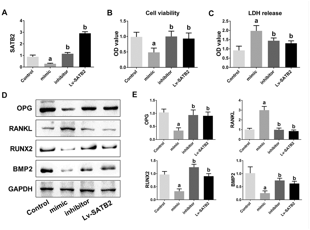miR-483-5p-SATB2 axis regulates the osteogenic differentiation in MC3T3-E1 cells. (A) The transfection efficiency of SATB2 was detected by qRT-PCR. (B) Cell viability was detected 48 h after transfection. (C) LDH release were detected 48 h after transfection. (D) Western blotting results of the indicators of osteogenic differentiation in MC3T3-E1 cells. (E) Quantitative analysis of the optical density in (D). Data were presented as mean ± SD. a p b p 