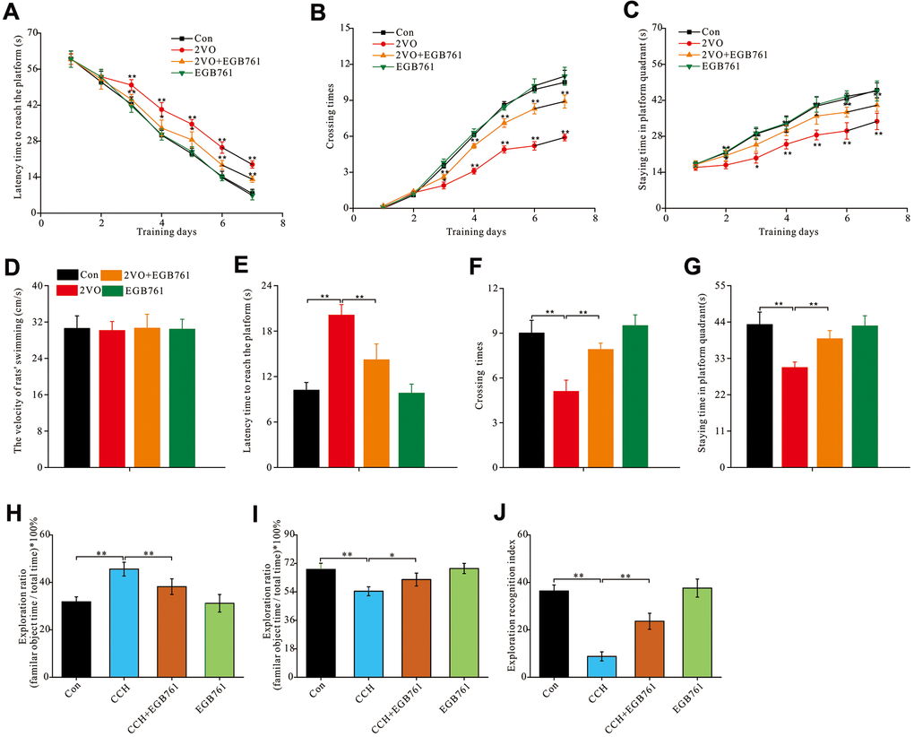 EGB761 could improve hippocampus-dependent spatial cognition dysfunction after CCH in rats in MWM and NOR test. The spatial cognitive function were examined by MWM. The latency finding the platform (A), crossing times (B) and staying time (C) in platform areas were recorded and analyzed the learning abilities. The all rats’ swimming velocity was recorded to evaluate the moving abilities (D). The short-term memory was assessed by recording and analyzing latency finding the platform (E), crossing times (F) and staying time in platform areas (G) after removing the platform. NOR test was carried out for further evaluated the rats’ spatial cognition. The staying time on familiar and novel object were recorded. Then the exploration ratio (H, I), and exploration recognition index were counted and analyzed (J). Con: the sham group (n=14); 2VO: the group receiving CCH by 2-vessel occlusion (n=12); 2VO+EGB761: the group receiving 2-vessel occlusion and EGB761 treatment (n=14); EGB761: the sham group receiving EGB761 treatment (n=13). *, PP