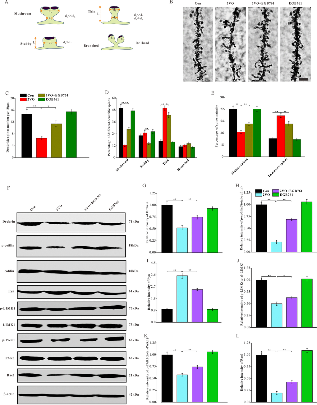 EGB761 could prevent the degeneration of dendritic spines and downregulation of molecules and pathways related to the formation and stability of dendritic spines after CCH. The rats’ brains were fixed with formaldehyde and impregnated with Golgi staining solution to observe the dendritic spines. (A) Schematic diagram of morphological classification of dendritic spines was showed. (B) The dendritic spine were observed in 100μm sections (Bar scale=5μm) and density (C), percentage of different kinds of spines (D), and maturity (E) of dendritic spines were counted and calculated (n=3 for 4 group). The brain homogenates were investigated and relatively quantitatively analyzed by proteins blotting for Drebrin, p-cofilin, t-cofilin, Fyn, p-LIMK1, t-LIMK1, p-PAK1, t-PAK1, Rac1 and β-actin antibody (F–L).