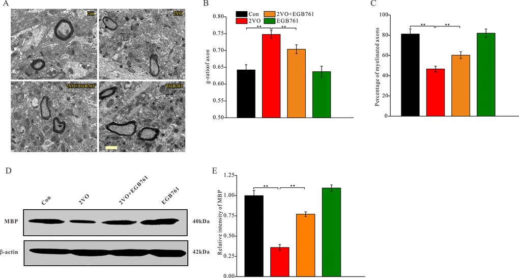 EGB761 could inhibit axons demyelination after CCH. Under the ultramicrotomed sections, the axons and their myelination was observed (A) (Bar scale= 1μm) and diameter of axonal fiber and total diameter of axon (axonal fiber myelin sheath) were measured. g-ratio (diameter of axonal fiber / total diameter of axon) and percentage of myelinated axons were calculated (n=3 for 4 group) (B, C). MBP and β-actin in brain homogenates were assayed by Western blotting (D, E) (Con: n=4; 2VO: n=5; 2VO+EGB761: n=6; EGB761: n=5).