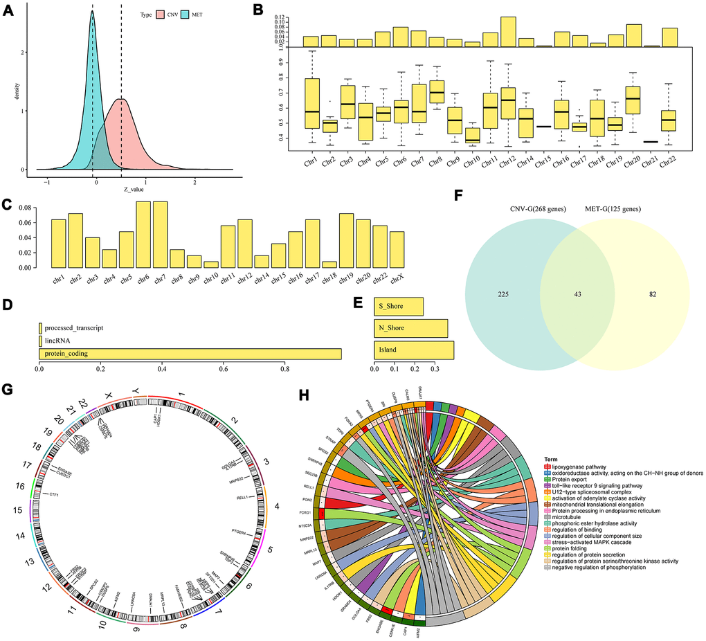 Identification of CNV-G and MET-G gene sets. (A) Correlation z-values between CNV (CNV-G) and expression profiles, or between methylation (MET-G) and expression profiles. Distributions of (B) CNV-Gs and (C) MET-Gs on the genome were mapped. (D) Functional composition and (E) distribution of methylation sites were determined for MET-Gs. (F) The overlapping part between prognostic CNV-Gs and MET-Gs. (G) Chromosomal localization of the 43 genes and (H) their functional annotations. Different colors in the right half circle represent different pathways, the outer ring in the left half circle represents the genes corresponding to the pathway, the corresponding inner ring represents the significant P value, and the connections in the circle represent the relationship between the pathway and genes.