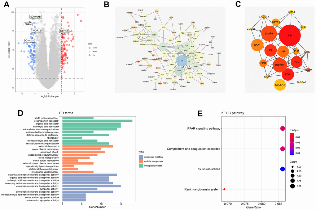 Identification of DEGs between high and low T classification, PPI network and enrichment analysis. (A) The volcano plot of TCGA; (B) PPI network of all DEGs; (C) Top 20 nodes in PPI network; (D) GO enrichment analysis of all DEGs; (E) KEGG enrichment analysis of all DEGs. Abbreviations: TCGA, The Cancer Genome Atlas; GEO, Gene Expression Omnibus; DEGs, Differentially expressed genes; PPI, protein-protein interaction; GO, Gene oncology; KEGG, Kyoto Encyclopedia of Genes and Genomes.