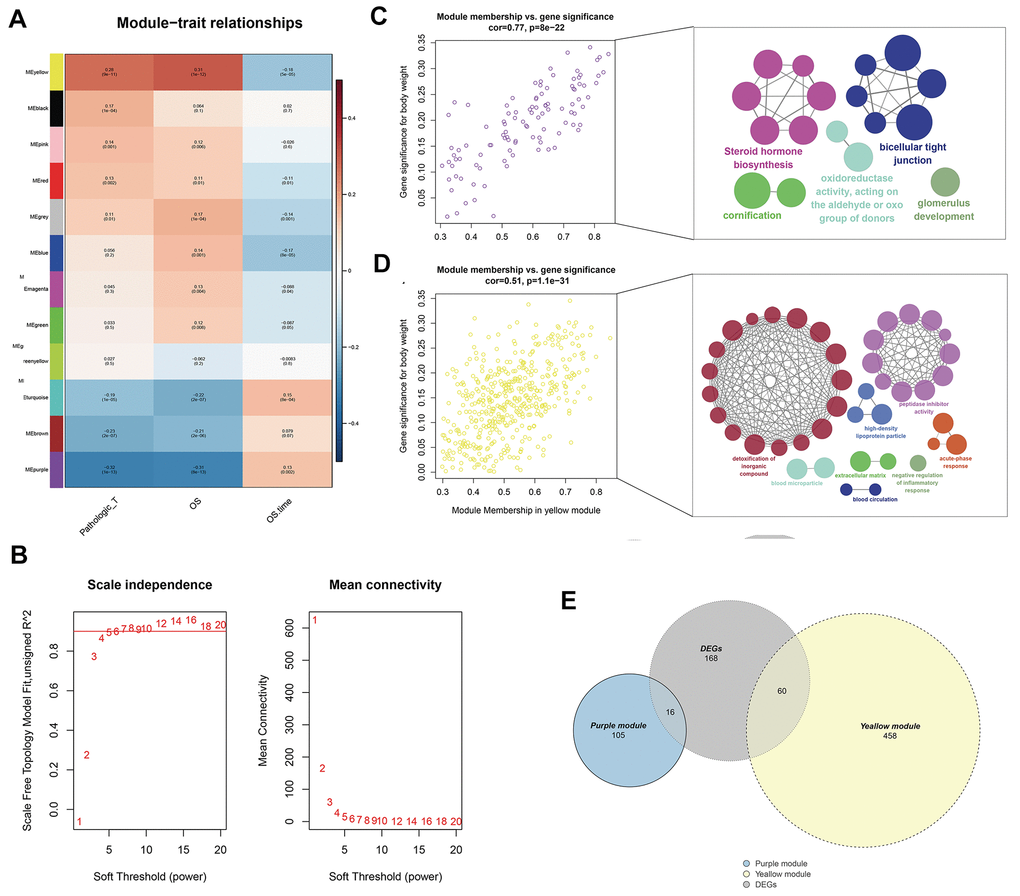 Identification of modules associated with the T classification in the TCGA-KIRC dataset. (A) Module-trait relationships. Each row corresponds to a color module and column corresponds to a clinical trait. Each cell contains the corresponding correlation and P-value; (B) The scale independence and mean connectivity; (C) The purple module genes and their GO analysis in ClueGO; (D) The yellow module genes and their GO analysis in ClueGO; (E) The venn plot of yellow module genes, purple module genes and DEGs.