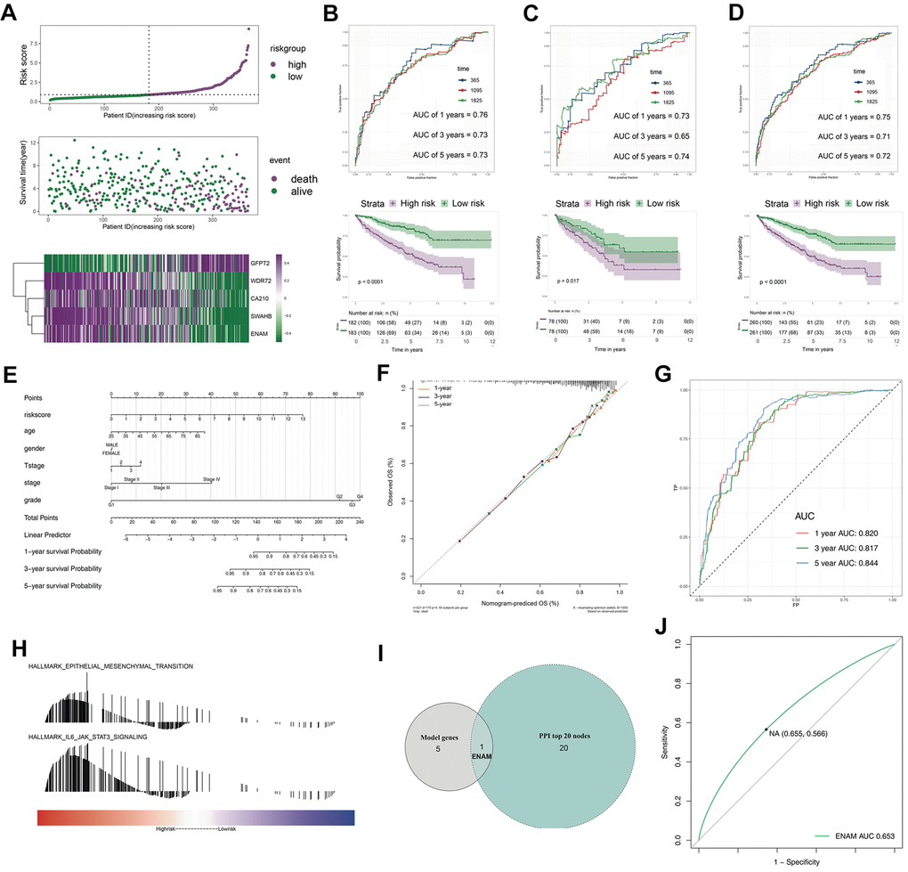 The evaluation of the model and the nomogram plot. (A) The risk plot of OS predictive model in TCGA-KIRC; (B) The ROC curve and Kaplan-Meier survival curves of TCGA-train group; (C) The ROC curve and Kaplan-Meier survival curves of TCGA-test group; (D) The ROC curve and Kaplan-Meier survival curves of TCGA group; (E) The nomogram plot; (F) The calibrations of 1, 3, 5 years; (G) The ROC curves of nomogram plot; (H) The GSEA analysis of high risk patients; (I) The venn plot of model genes and top 20 nodes in PPI; (J) The ROC curves of ENAM with best cutoff. Abbreviations: PPI: Protein-protein interaction.