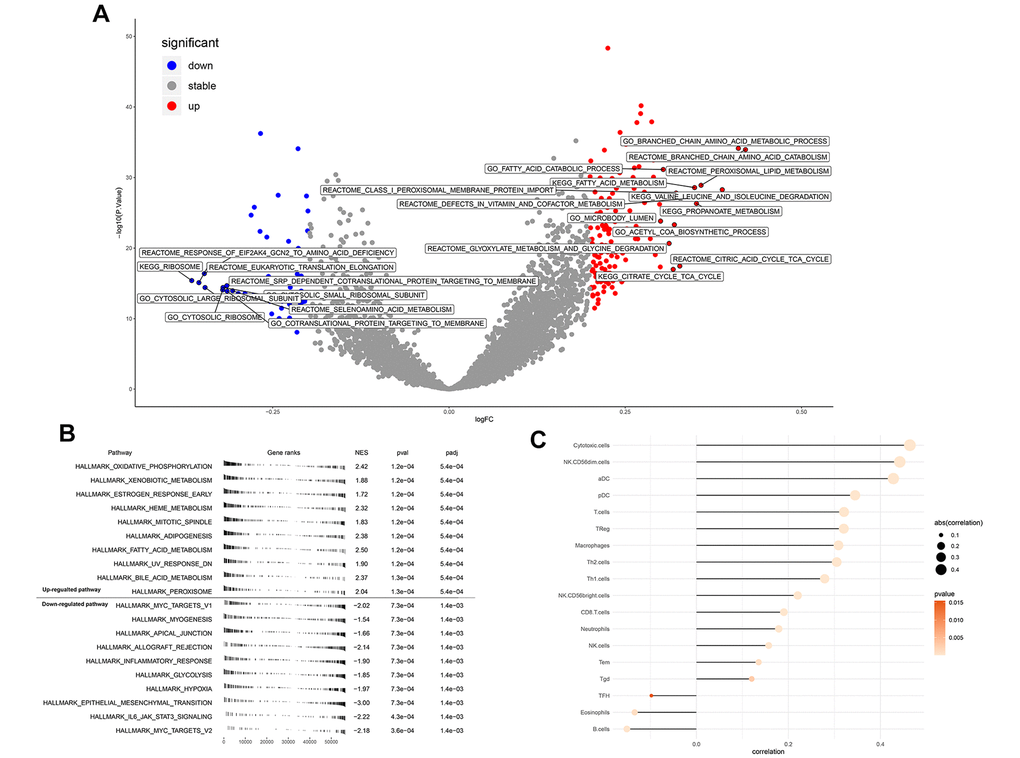 Enrichment analysis and immune infiltration of ENAM. (A) GSEA analysis of ENAM; (B) GSVA analysis of ENAM; (C) The association between KIF20A and 24 immune cells calculated by ssGSEA.