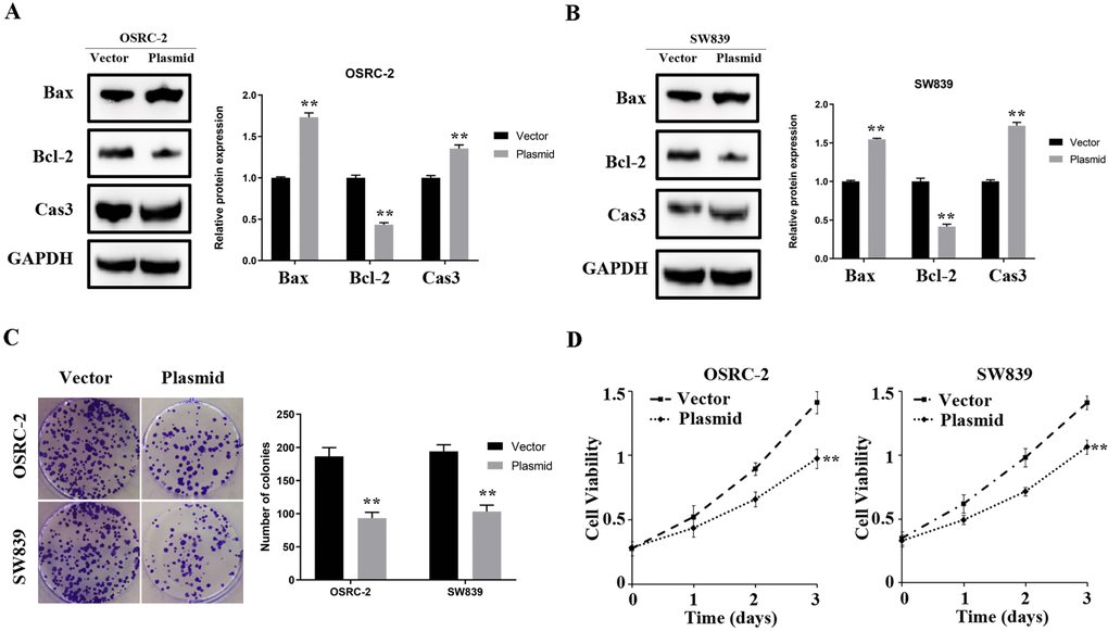 ENAM regulates the proliferation of renal cancer cells. (A, B) Upregulation of ENAM significantly increased the expression of Bax and Cas3, yet decreased the expression of Bcl-2; (C) Upregulation of ENAM reduced the mean colony number in the colony formation assay; (D) MTT assays revealed that upregulation of ENAM significantly reduced the cell viability. Abbreviations: NS: P>0.05; *: P