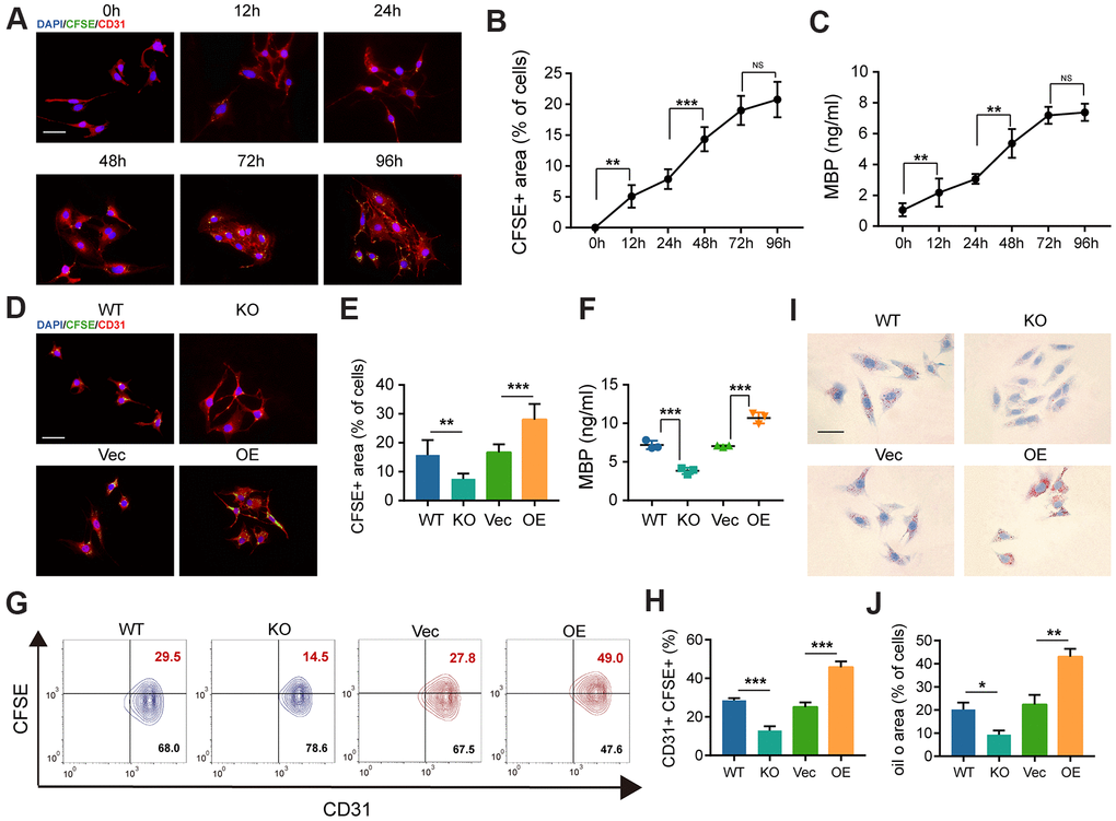 The deficiency of GIT1 in BMECs fails to engulf and degrade myelin debris efficiently in vitro. (A) Representative IF images showing CFSE-labeled myelin debris (green) engulfed by BMECs (red) at indicated time points. Nuclei were stained using DAPI (blue). Scale bar = 20 μm. (B) Phagocytosis of myelin debris (the percentage of the CFSE positive area). (C) ELISA results of intracellular MBP after being cultured with or without myelin debris at indicated time points. (D, E) IF staining and quantification of phagocytosis of CFSE-labeled myelin debris by BMECs at 72 h. Scale bar = 20 μm. (F) ELISA detection of intracellular MBP in different BMECs after being cultured with myelin debris for 72 h. (G, H) FACS detection of myelin-laden BMECs at 72 h. The CD31+ and CFSE+ quadrant represents myelin-laden BMECs. (I) Oil Red O staining of BMECs in the different groups after being cultured with myelin debris for 72 h. Scale bar = 20 μm. (J) Quantification of the ORO stained positive areas of BMECs from the different groups after being stimulated with myelin debris for 72 h. N = 6 in each group. NS represents no significance, *p **p ***p 