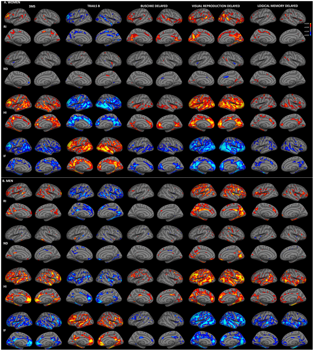 Sex-stratified associations between cortical gray matter microstructure and cognitive function. Partial correlations between RSI metrics and cognitive test scores, adjusted for education, are shown for women (A) and men (B). Warm colors indicate positive correlations and cool colors indicate negative correlations (r>0.30). For Trails B, lower scores indicate better performance. (HI, hindered isotropic; IF, isotropic free water; ND, neurite density; RI, restricted isotropic).
