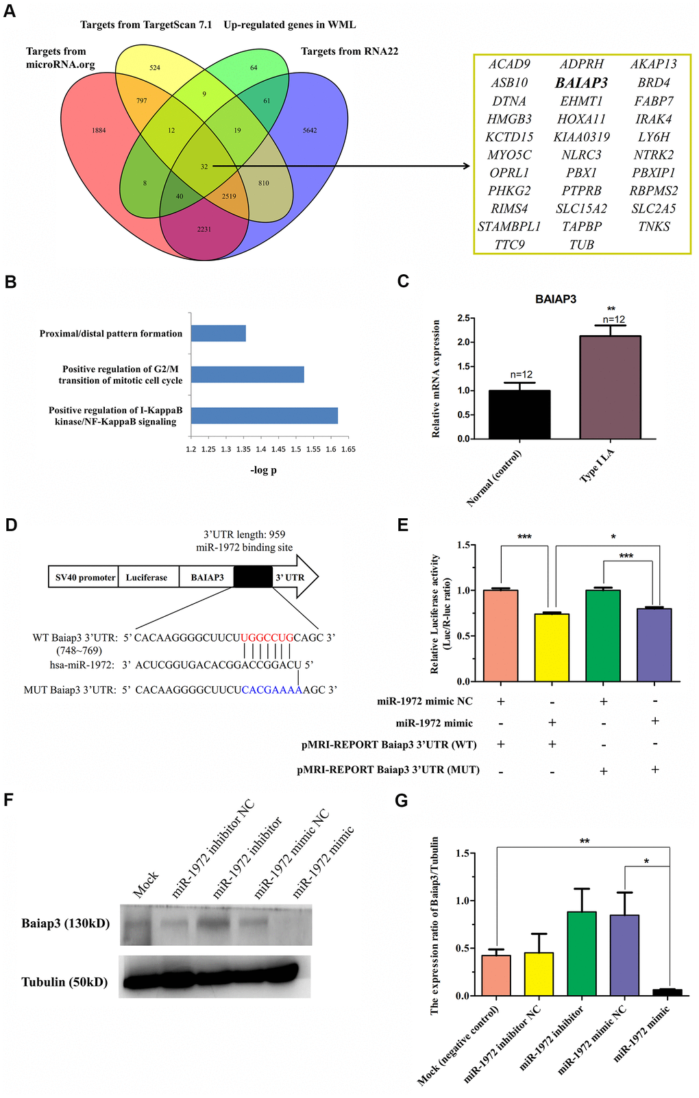 Identification of BAIAP3 as a target of hsa-miR-1972 in LA. (A) The schematic diagram used to search for targets of hsa-miR-1972 in three databases of miRNA targets that were significantly up-regulated in WML tissues. A total of 32 targets of this miRNAs consistently predicted by three predictive tools showed up-regulation in WML tissues compared with non-lesional white matter samples obtained from subjects with WMLs. (B) Functional enrichment analysis of 32 targets of hsa-miR-1972 using DAVID software. Biological processes displaying a statistically significant change with PC) Expression of BAIAP3 in LA patients. The mRNA level of BAIAP3 was determined using real-time PCR in whole blood from type I LA subjects (n=12) and controls (n=12). (D) Diagram of predicted miR-1972 binding sites on the 3’UTR of BAIAP3 gene. The 3’UTR mutant sequence of BAIAP3 inserted in dual-luciferase reporter genes is indicated in blue. (E) Effect of hsa-miR-1972 on BAIAP3 mRNA transcription in 293T cells using the dual-luciferase reporter assay. Relative luciferase activity was analyzed in 293T cells co-transfected with pMRI-REPORT vector carrying either wild-type or mutated 3’UTR of BAIAP3 and hsa-miR-1972 mimic or relative negative control. (F) Effect of hsa-miR-1972 on the expression level of BAIAP3 protein in 293T cells observed in western blots. 293T cell lines were transfected with miR-1972 mimic (125 nM), miR-1972 inhibitor (125 nM), negative mimic control (125 nM), or negative inhibitor control (125 nM). Protein levels of BAIAP3 were detected at 48 h after post-transfection using western blotting. Tubulin was used as an internal control. (G) Quantitative analysis of results obtained from three independent experiments which are presented in (F). The results show that hsa-miR-1972 can significantly inhibit the expression of BAIAP3 in vitro. *P *P *P 