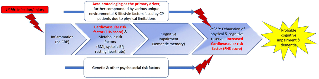 Proposed double-hit model for the early/ “premature” development of cognitive impairment and ultimately dementia in CP through shared biomarkers and phenotypes with MCI. We propose a double-hit model that hypothesizes the “kick-starter” effects of injury/ infections suffered at birth or during early childhood that result in persistent low-grade systemic inflammation in individuals with CP. (From left to right) With low-grade systematic inflammation mediated by hs-CRP, metabolic syndrome (MetS) could develop, as demonstrated by the association between the hs-CRP and delta FHS score in CP. MetS has been shown to be a prominent risk factor for the development of cognitive impairment, evidenced in our study by semantic memory scores in CP comparable to those of MCI, and association of delta FHS score with semantic fluency scores. The effects of accelerated aging, further compounded by various environmental, psychosocial, and lifestyle factors uniquely faced by adults with CP, due to physical limitations, further exacerbate the progression of CP to develop clinical symptoms of cognitive impairments, eventually culminating in clinical syndrome of dementia. Apart from these aforementioned factors, genetic and other psychosocial risk factors may plausibly influence the progression of this proposed continuum of dementia development by accelerating or decelerating the progression in this trajectory. Beyond what we have examined in this study, eventually, the influences of all the above-mentioned factors (main boxes and two lines) intertwine, tipping the homeostasis and eventual allostasis of the body, resulting in the progression to a phase represented by box number 4. This stage represents the second hit of our proposed double hit model, cumulating in the “breaking point”. We hypothesize that this phase is where both physical and cognitive reserve run out, causing the biomarkers, cognitive functions, and various phenotypes to further deteriorate, causing the early/ “premature” development of cognitive impairment severe enough, and coupled with the physical impairments, the adult with CP thus fulfil the clinical criteria for dementia. Based on our data, we speculate that once the reserves are exhausted in this process, CVS and metabolic risk factors play a more prominent effect (Table 4A, model 3 versus model 4, without and with aging as covariate), once aging is taken into account, delta FHS score became significantly associated with hs-CRP in patients with CP, supporting the penultimate role of aging in this trajectory. Interestingly, although BDNF levels may be lower in CP patients, symptoms of cognitive impairment have not manifested yet in CP. This could be due to the buffering from reserves [20]. But once reserves were run out (second hit and beyond), plausibly due to increased CVS risk factors, BDNF could not be further buffered and symptoms of cognitive impairment manifest. Picture adapted from Harding A, Robinson S, Crean S, Singhrao SK. “Can Better Management of Periodontal Disease Delay the Onset and Progression of Alzheimer’s Disease?” J Alzheimers Dis. 2017; 58:337-348. https://doi.org/10.3233/JAD-170046. Abbreviations: FHS=Framingham Heart Study; BDNF=Brain-Derived Neurotropic Factor; BP=Blood pressure; BMI=body-mass index; hs-CRP=high-sensitivity c-reactive protein; MetS=metabolic syndrome.