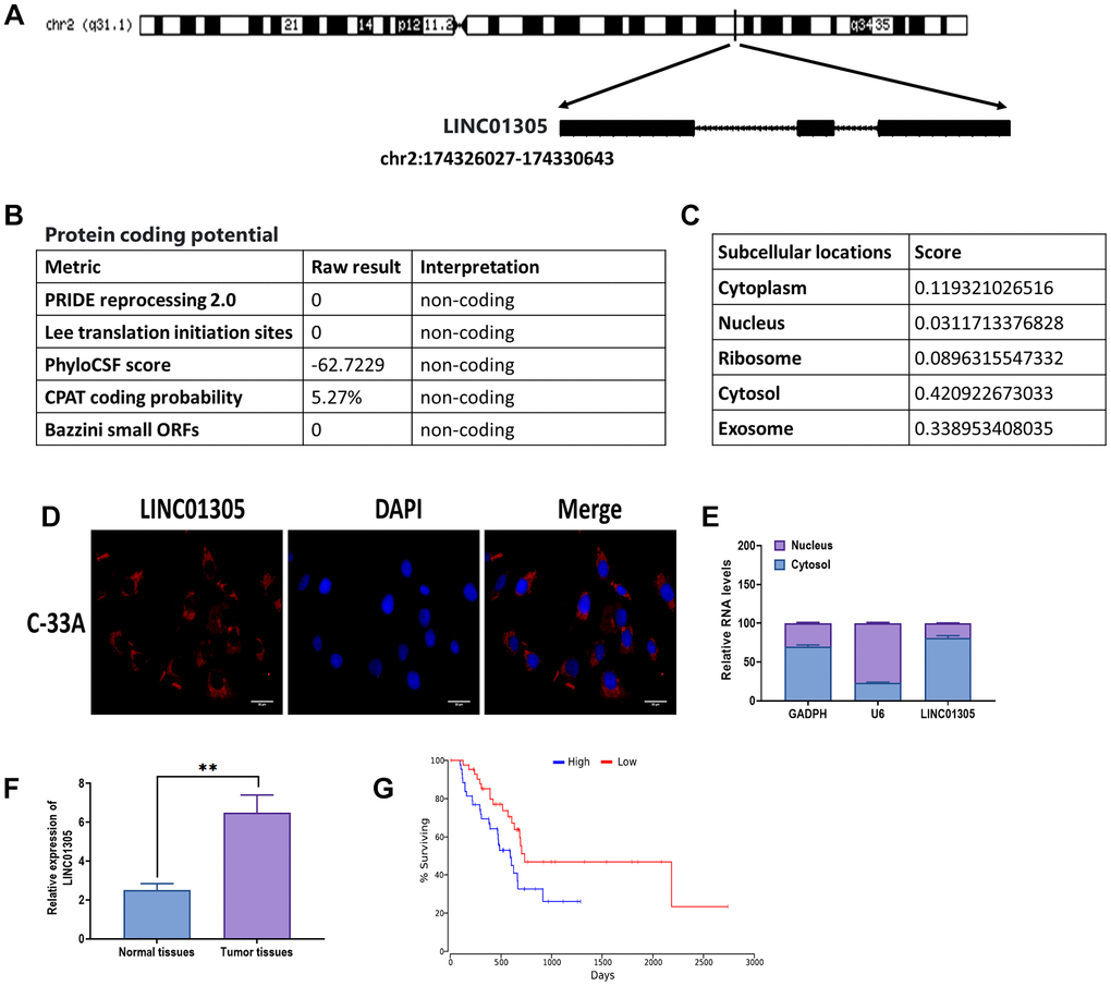 Biological characteristics of LINC01305. (A) The sequence information of LINC01305. (B) Prediction of protein-coding potential of LINC01305. (C) Prediction of subcellular location of LINC01305. (C) RNA fluorescence in situ hybridization (FISH) for the subcellular location of LINC01305. Red color represented LINC01305, and DAPI represented the nuclei. Scale bar = 30 μm. (D) Cell fractionation and quantitative real-time PCR for the subcellular location of LINC01305. (E) Expression of LINC01305 in CC tumor tissues and paired healthy tissue. (F, G) Survival rate of CC patients with high or low expression of LINC01305. * P P P 