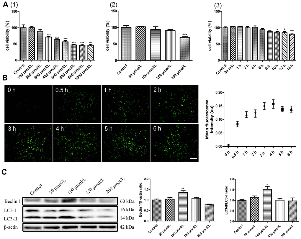 Autophagy parameter selection of berberine. (A) Effects of berberine on the viability of peritoneal macrophages. (1) Different concentrations of berberine (100–1000 μmol/L, 6 h). (2) Different concentrations of berberine (50–300 μmol/L, 6 h). (3) Different exposure times to berberine (100 μmol/L). Cell viability was analyzed by CCK-8 assay. Data was analyzed by one-way ANOVA with Tukey HSD post-hoc test (vs. Control group). (B) Intracellular accumulation of berberine (100 μmol/L) was detected in peritoneal macrophages (scale bar, 0.1 mm). (C) The expression of LC3 I, LC3 II, and Beclin 1 was analyzed by western blotting after treatment with different concentrations of berberine for 6 h. Quantification of LC3 II/LC3 I ratio and Beclin 1 is shown. Data was analyzed by one-way ANOVA with Tukey HSD post-hoc test (vs. Control group). All values are expressed as mean ± SD (error bars) of three independent experiments. n = 3; *p **p ***p 