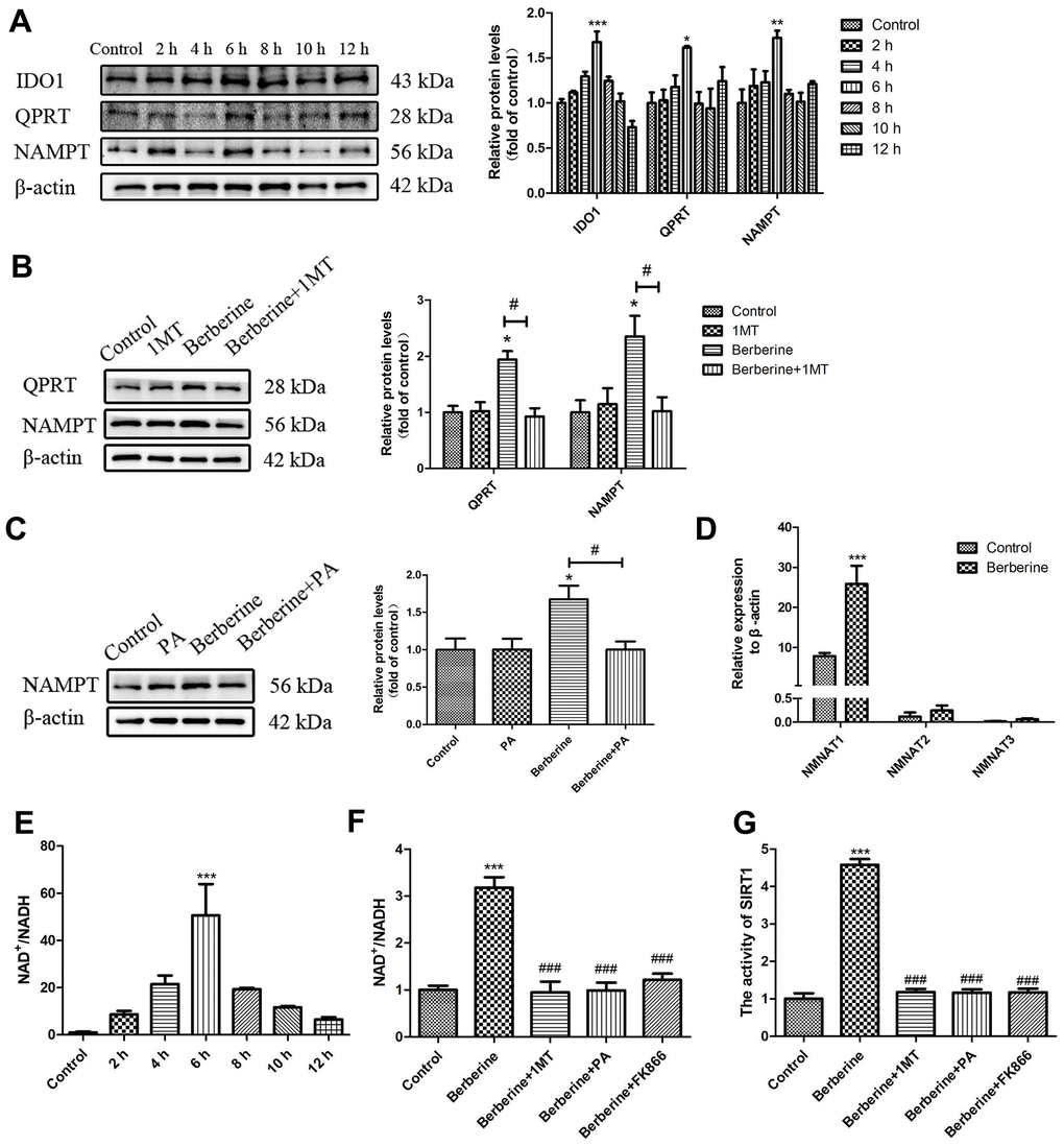 Berberine activates SIRT1 via the NAD+ synthesis pathway. (A) The relative protein expression of NAD+ synthesis pathway enzymes after treatment with 100 μmol/L berberine at different time points. Data was analyzed by one-way ANOVA with Tukey HSD post-hoc test (vs. Control group). (B) The effect of 1MT on the relative protein expression of NAD+ synthesis pathway enzymes after treatment with 100 μmol/L berberine. Data was analyzed by one-way ANOVA with Tukey HSD post-hoc test (vs. Control group). Analysis of variance and Student-Newman-Keuls post hoc tests were used to compare two group (vs. berberine group). (C) The effect of PA on the relative protein expression of NAMPT after treatment with 100 μmol/L berberine. Data was analyzed by one-way ANOVA with Tukey HSD post-hoc test (vs. Control group). Analysis of variance and Student-Newman-Keuls post hoc tests were used to compare two group (vs. berberine group). (D) The mRNA levels of NMNAT 1 to 3 after treatment with 100 μmol/L berberine. Data was analyzed by one-way ANOVA with Tukey HSD post-hoc test (vs. Control group). (E) NAD+/NADH level in peritoneal macrophages at different incubation time points after treatment with 100 μmol/L berberine. Data was analyzed by one-way ANOVA with Tukey HSD post-hoc test (vs. Control group). (F) The NAD+/NADH level in peritoneal macrophages following different treatments (100 μmol/L berberine, 6 h incubation). Data was analyzed by one-way ANOVA with Tukey HSD post-hoc test (vs. Control group). Analysis of variance and Student-Newman-Keuls post hoc tests were used to compare two group (vs. berberine group). (G) The activity of SIRT1 after different treatments (100 μmol/L berberine, 6 h incubation). Data was analyzed by one-way ANOVA with Tukey HSD post-hoc test (vs. Control group). Analysis of variance and Student-Newman-Keuls post hoc tests were used to compare two group (vs. berberine group). All values are expressed as mean ± SD (error bars) of three independent experiments. n = 3; *p **p ***p #p ###p 