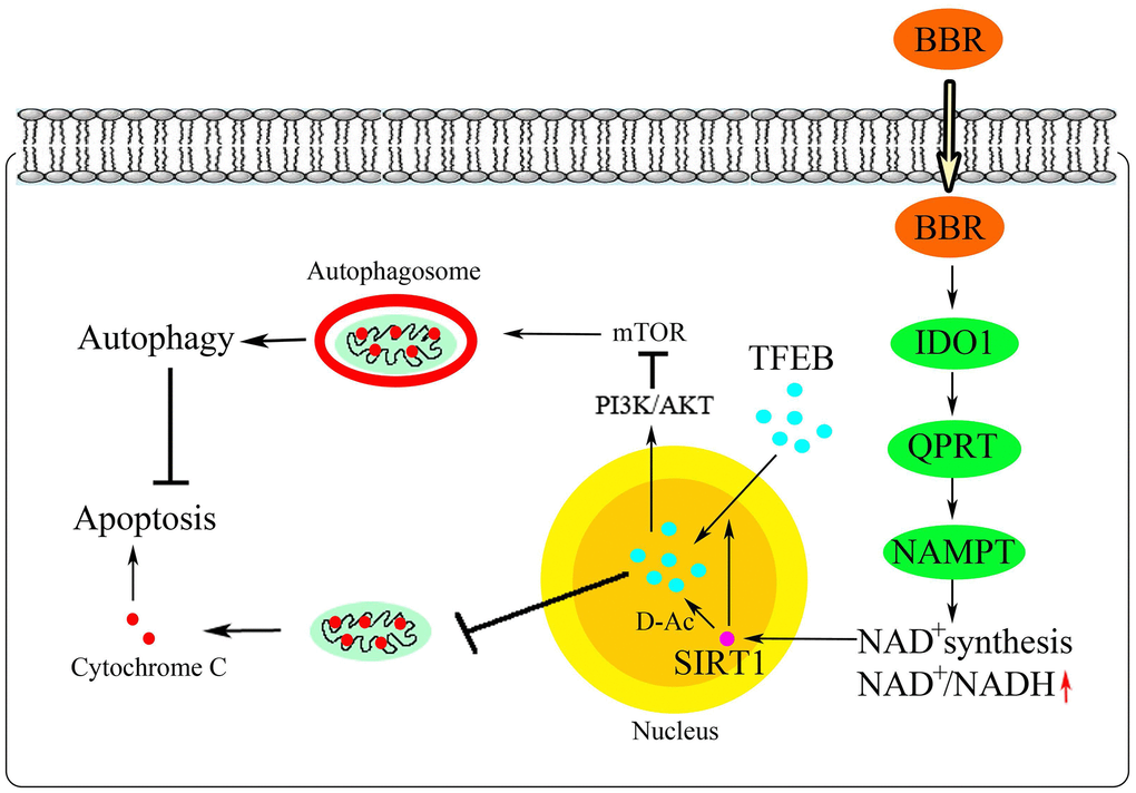 Schematic illustration of the proposed mechanism.