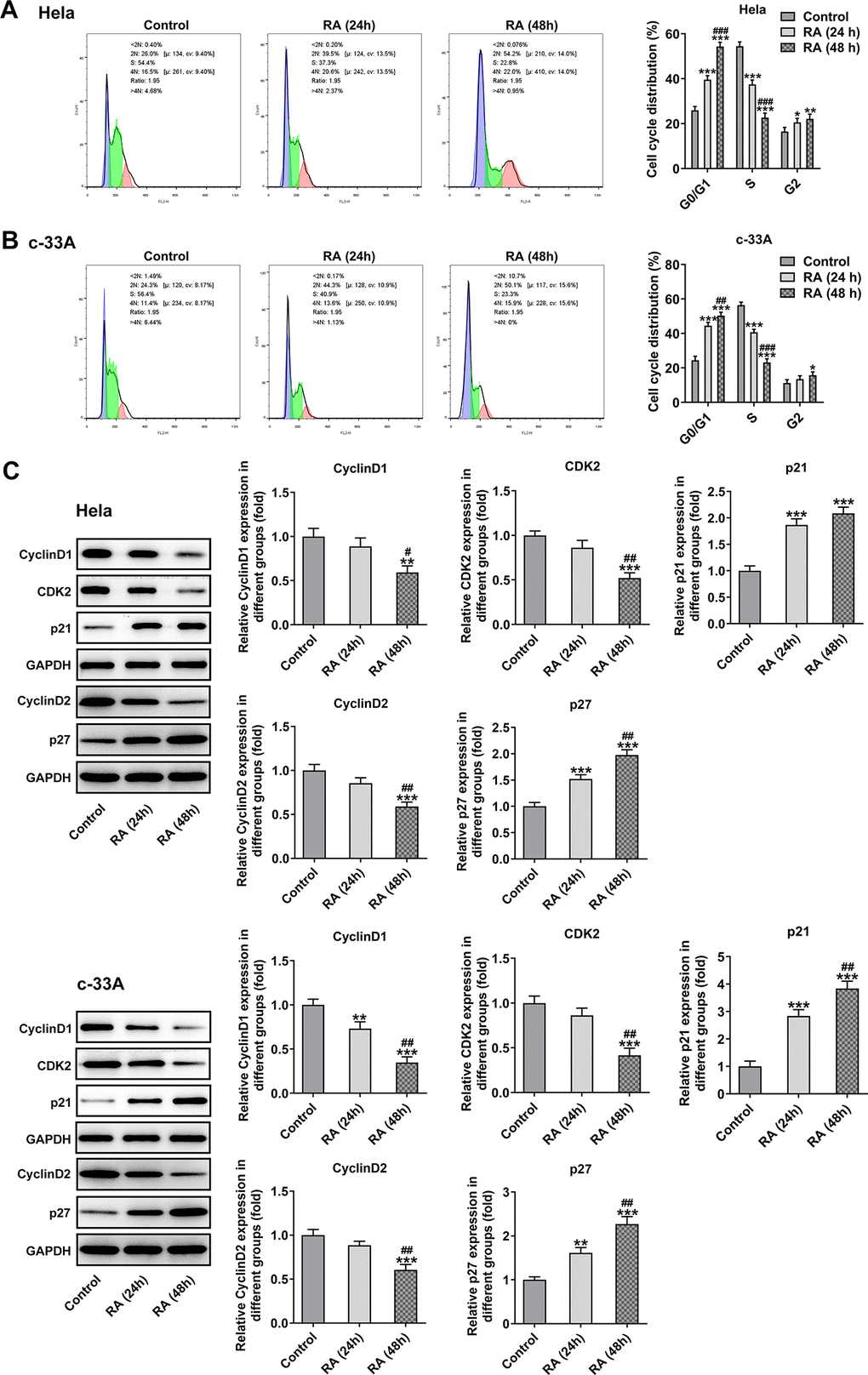 RA promotes cell cycle arrest of CC cells. Flow cytometry was used for the detection of cell cycle in (A) Hela and (B) c-33A cells treated with RA. (C) The expression of cell cycle-related proteins in Hela and c-33A cells was determined using western blot analysis. *P*P*P#P#P#P