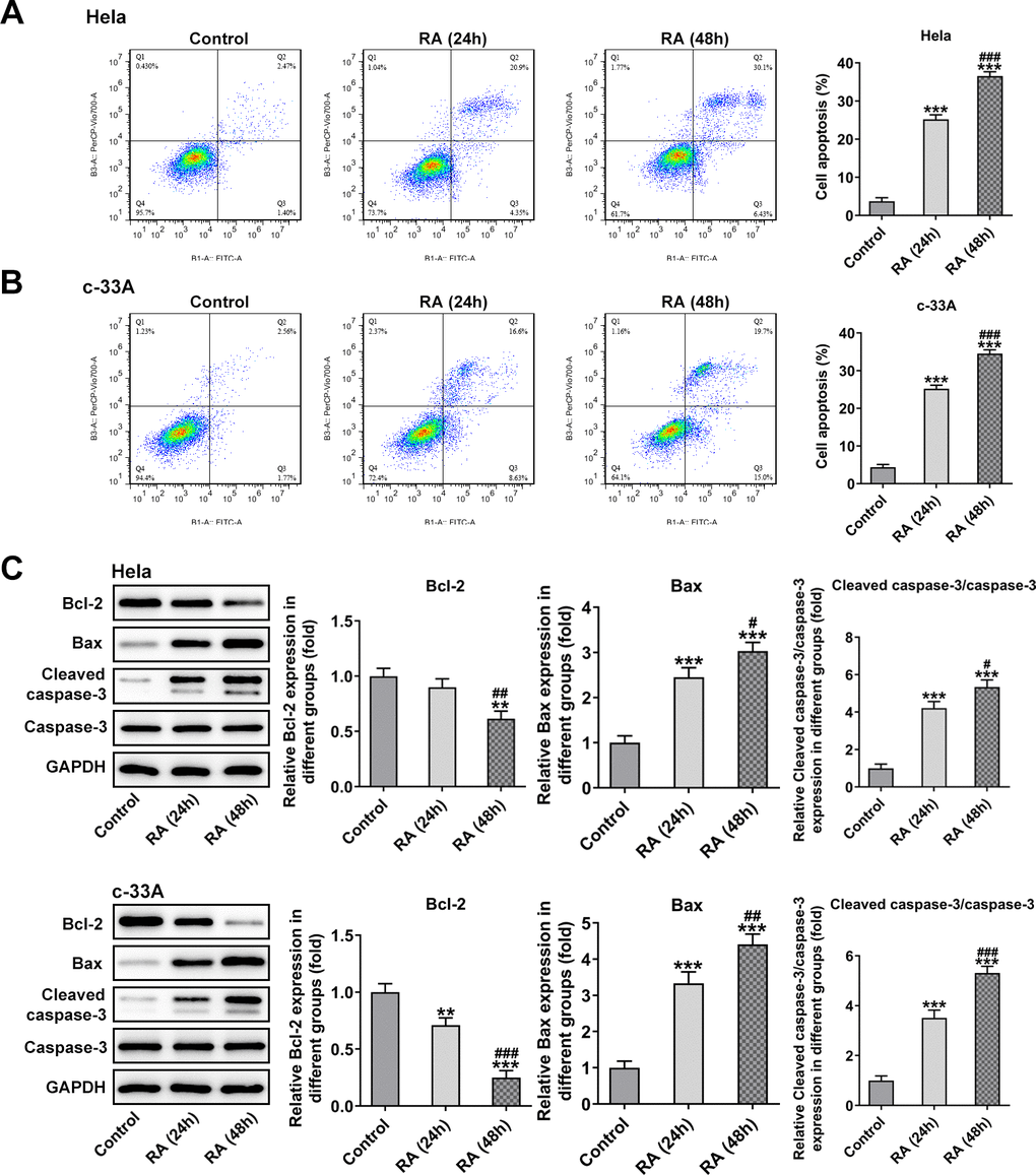 RA promotes cell apoptosis of both Hela and c-33A cells. Flow cytometry and was conducted for determination the apoptosis of (A) Hela and (B) c-33A cells. (C) The expression of apoptosis-related proteins in both Hela and c-33A cells was assess using western blot analysis. *P*P#P#P#P