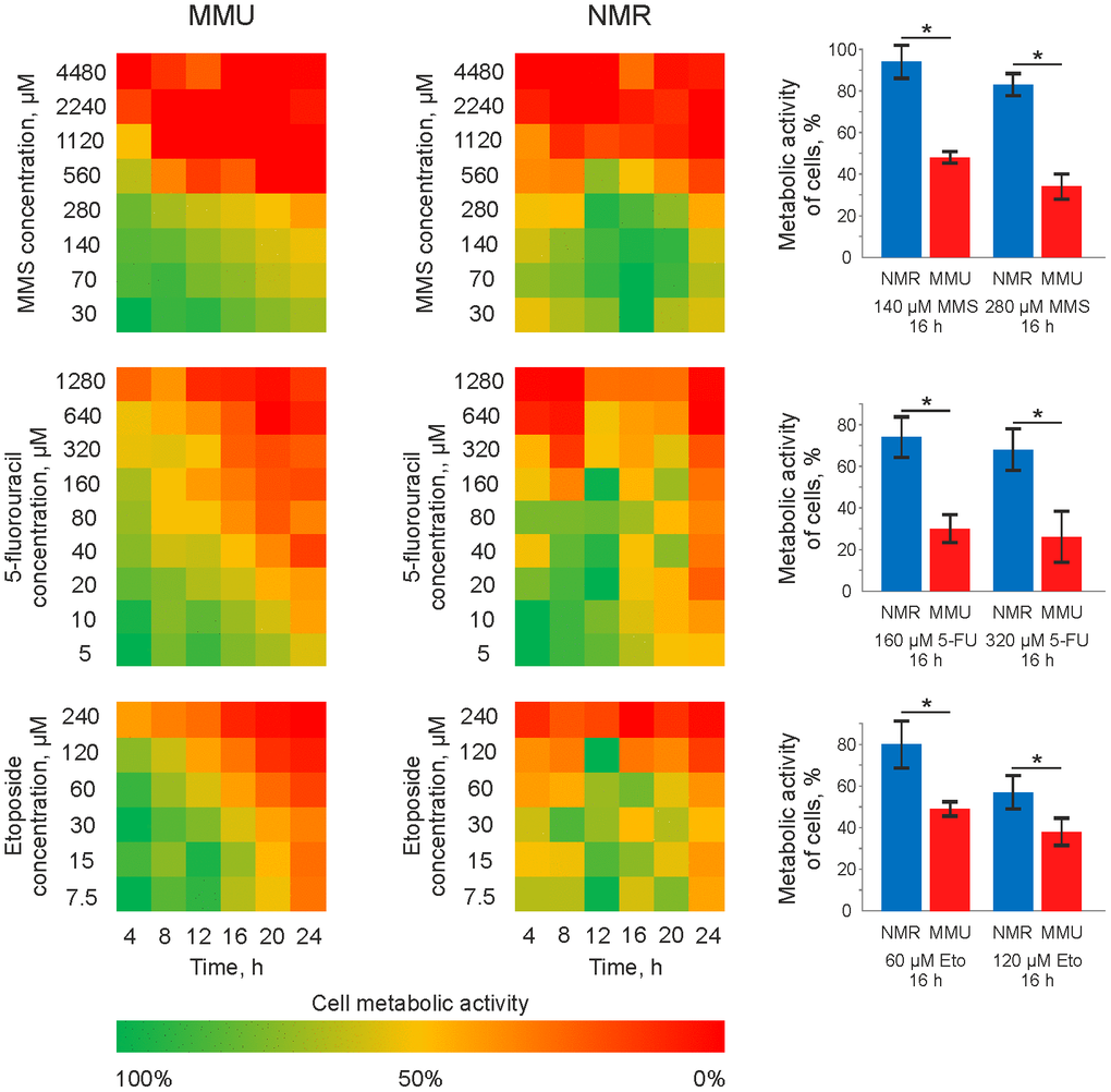 Metabolic activity of mouse and NMR fibroblasts upon treatment with 5FU, MMS and Eto. Mouse (MMU) and NMR fibroblasts, NSF8 and 3T3 cells, respectively, were treated with indicated DNA damaging agents. The conditions of treatment (time and concentrations of cytotoxic agents) are indicated on the plot. The color changing from green to red indicates the decrease in metabolic activity. The metabolic activity of untreated cells was taken as 100% and corresponds to the green color on the plot. Right side: a major decrease in metabolic activity, which was about 20-40%, is shown for the treatment of NMR fibroblasts with 280 μM of MMS, 320 μM of 5FU and 120 μM of Eto. These results are presented together with the decrease of metabolic activity in mouse fibroblasts upon treatment with the same concentrations of DNA damaging agents. Abbreviations: Mouse (MMU); 5-fluorouracil (5FU), etoposide (Eto), and methyl methanesulfonate (MMS). The standard deviation is shown; the confidence is based on the Mann-Whitney U test, *P 