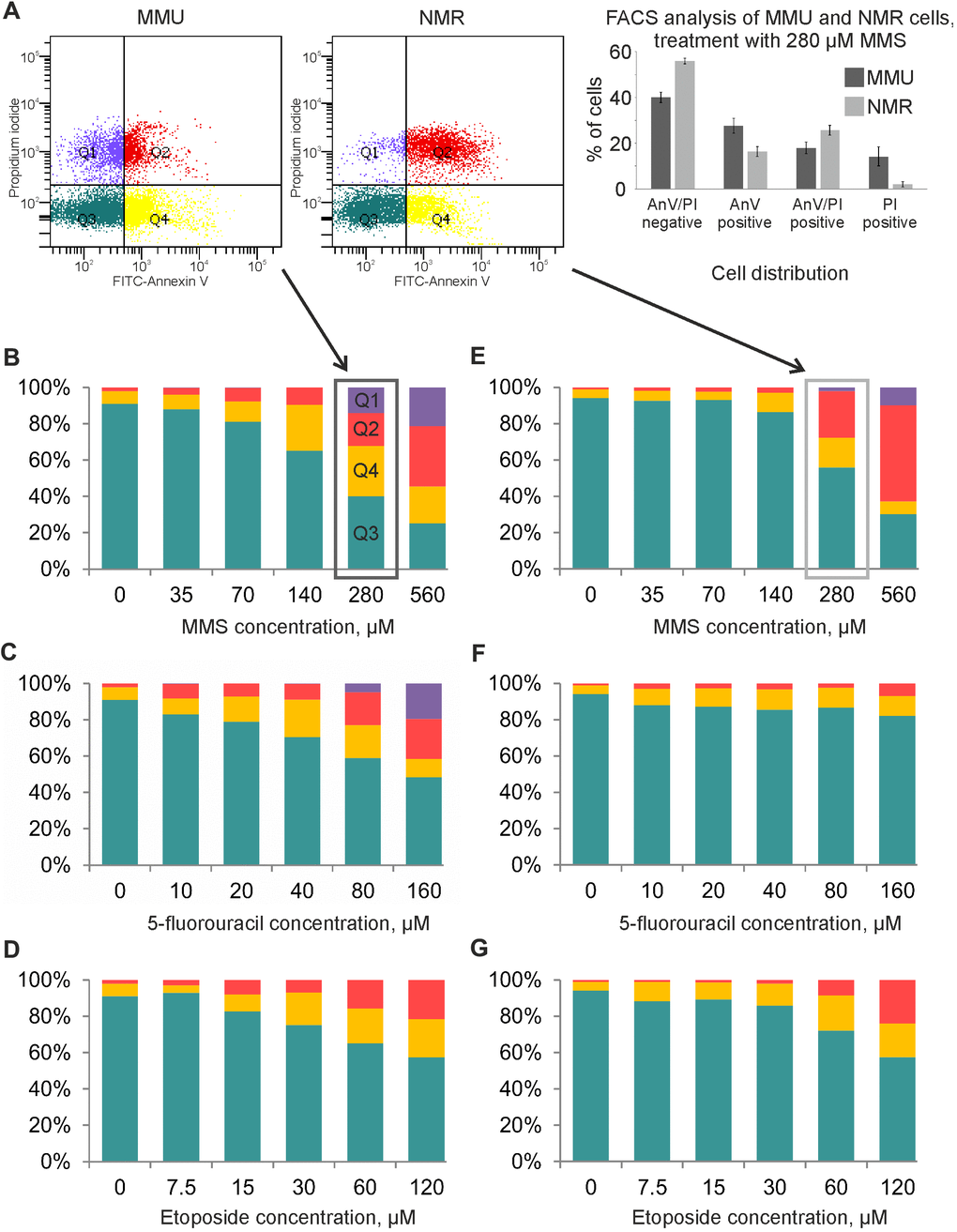 Flow cytometry analysis of MMU and NMR cells upon treatment with DNA damaging agents. (A). NMR and mouse cells were stained with FITC-Annexin V (AnnV) and Propidium Iodide (PI). The gating strategy for double negative AnnexinV-/PI-(Q3), single positive, early apoptotic cells (AnnexinV+/PI-) (Q4), single positive (AnnexinV-/PI+) (Q1) and double positive AnnexinV+/PI+ (Q2) is shown. (B–G). Cell death of MMU (B–D) and NMR (E–G) cells under the wide spectrum of cytotoxic conditions was evaluated by FACS analysis. The total number of cells was taken as 100%; blue color indicates the population of viable cells, double negative AnnexinV-/PI-(Q3); yellow color is used for single positive, early apoptotic cells (AnnexinV+/PI-) cells (Q4); red color is implemented for double positive AnnexinV+/PI+ cells (Q2); purple color for single positive (AnnexinV-/PI+) cells (Q1). The representative experiment out of three independent ones is shown.