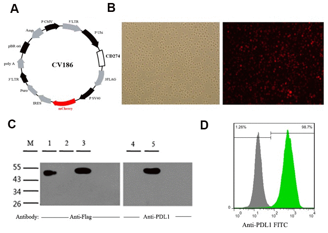 Generation and validation of PDL1-K562 cells. (A) Schematic representation of the lentiviral vector used to overexpress the human CD274 gene (GenBank accession number: NM