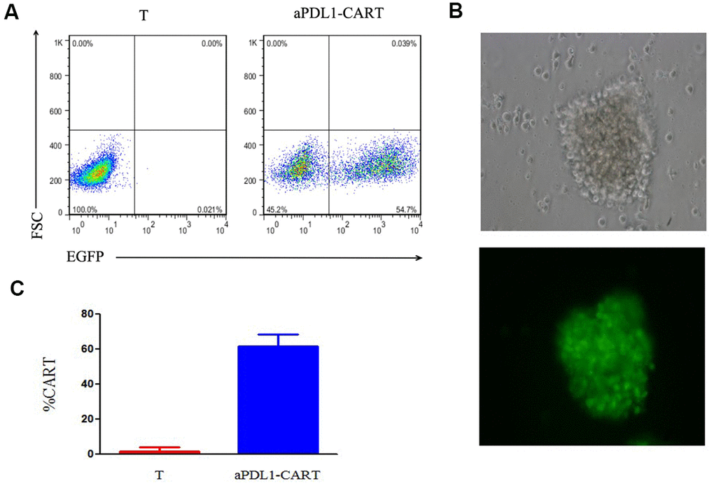 Assessment of aPDL1-CAR transduction efficiency. (A) Identification of aPDL1-CART cells by flow cytometry analysis of EGFP fluorescence (right panel); non-transduced T cells served as control (left panel). (B) Fluorescence microscopy of aPDL1-CART cells expressing EGFP (green fluorescence) (200×). (C) Quantitation of aPDL1-CAR vector transduction efficiency. * P 