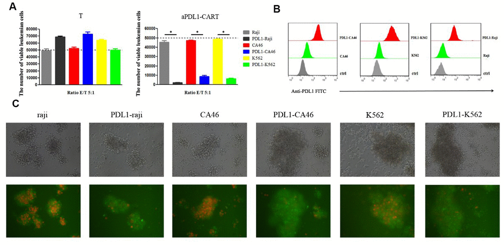 aPDL1-CART cells display PDL1-specific activity against PD-L1-expressing leukemia cells. (A) Analysis of the cytotoxicity of control T cells and aPDL1-CART cells against control and PD-L1-expressing leukemia cell lines following co-culture for 24 h; * P B) Flow cytometry detection of PD-L1 expression in PD-L1-transduced and control leukemia cells. (C) Transmitted light and fluorescence microscopy imaging of aPDL1-CART cells co-cultured with leukemia cells for 24 h (200×).