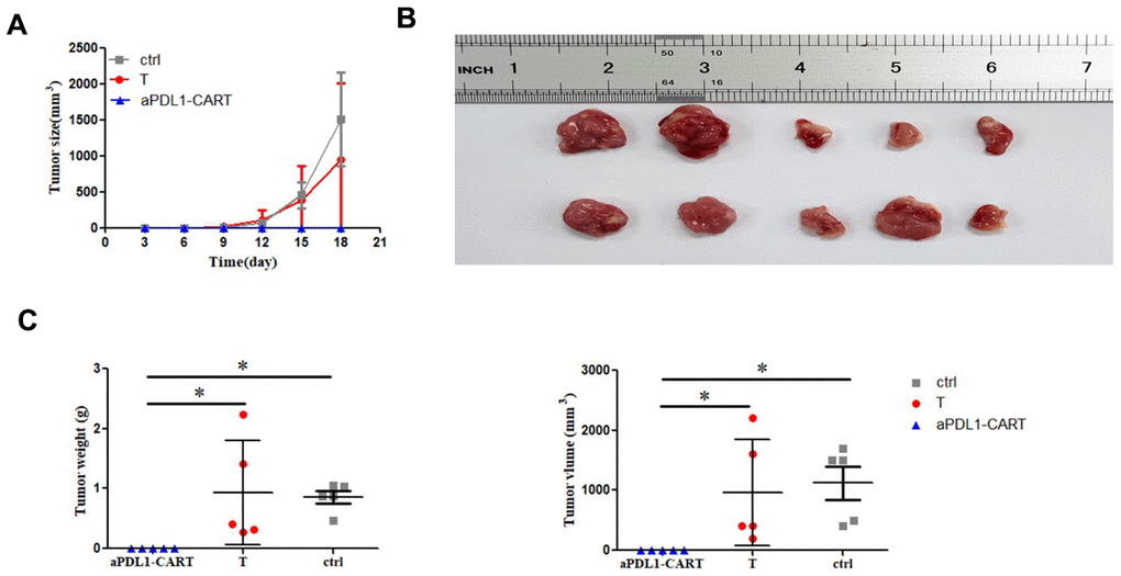 In vivo antitumor activity of aPDL1-CART cells. (A) Growth curve of xenografted PDL1-CA46 cells. (B) Volume measurements of tumor xenografts formed by PDL1-CA46 cells either alone or after co-injection with control T cells or aPDL1-CART cells. (C) Comparison of tumor weight and volume for the three experimental groups. * P 