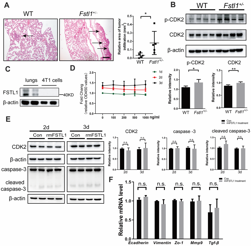 FSTL1 deficiency promoted growth of metastases in lung, while rmFSTL1 had no effect on 4T1 cells. The WT and Fstl1+/- female BALB/C mice were orthotropically transplanted with murine 4T1 cells. Fourteen days after inoculation, the mice were sacrificed for study. (A) H&E stained slices of lung from WT and Fstl1+/- tumor-bearing mice (n=5). Scale bar, 200 μm. Infiltrated tumor regions were measured by Image J software. (B) The protein levels of p-CDK2 and CDK2 in the lung tissues of WT and Fstl1+/- bearing-tumor mice (n=4). Densitometric measurement of band intensity normalized to that of β-actin. (C) The expression levels of FSTL1 protein in lung of WT mice and 4T1 cells. Densitometric measurement of band intensity normalized to that of β-actin. (D) 4T1 cells were treated with different concentrations of rmFSTL1 (0, 100, 200, 500, 1000 ng/mL) for 24h, 48h, or 72h and the cell viability was assessed by CCK-8 assay. (E) The expression levels of CDK2, Caspase-3 and cleaved Caspase-3 in 4T1 cells treated with 500 ng/mL rmFSTL1 for 48h or 72h. Densitometric measurement of band intensity normalized to that of β-actin. (F) The mRNA levels of genes related to EMT in rmFSTL1 treated groups and control groups, which was normalized to that of β-actin. Data are presented as mean ± SD. Each dot in the graphs represents an individual mouse. Data in the line chart represent three sets of independent experiments. n.s., not significant; *p p 