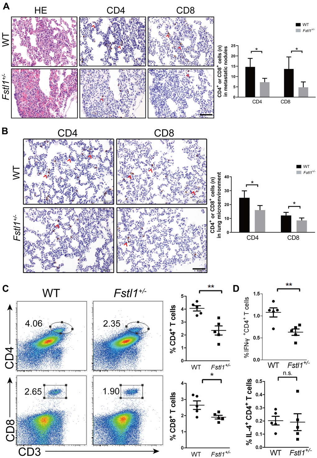 Fstl1+/- mice displayed decreased Th1 and CD8+ T cells in metastatic lungs. (A) H&E staining of metastatic nodules from WT and Fstl1+/- mice. Scale bar, 50 μm. Representative IHC staining of CD4 and CD8 T cells in metastatic nodules from WT and Fstl1+/- mice. Scale bar, 50 μm. The numbers of CD4 and CD8 positive cells in lung metastatic nodules (n=3, WT; n=5, Fstl1+/-). (B) Representative IHC staining of CD4 and CD8 T cells in lung slices of WT and Fstl1+/- tumor-bearing mice. Scale bar, 50 μm. The numbers of CD4 and CD8 positive cells in the lung microenvironment (n=5). (C) Representative flow cytometry profiles presenting the proportions of CD4+ and CD8+ T cells in metastatic lungs of WT and Fstl1+/- mice. Quantification of the proportions of CD4+ and CD8+ T cells within the gated live cells in the metastatic lungs of WT and Fstl1+/- mice (n=5). (D) Quantification of the proportions of IFN-γ+ CD4+ and IL-4+ CD4+ T cells within the gated live cells in the metastatic lungs of WT and Fstl1+/- mice (n=5). Data presented as mean ± SD. Each dot in the graphs represents an individual mouse. n.s., not significant;*p p 